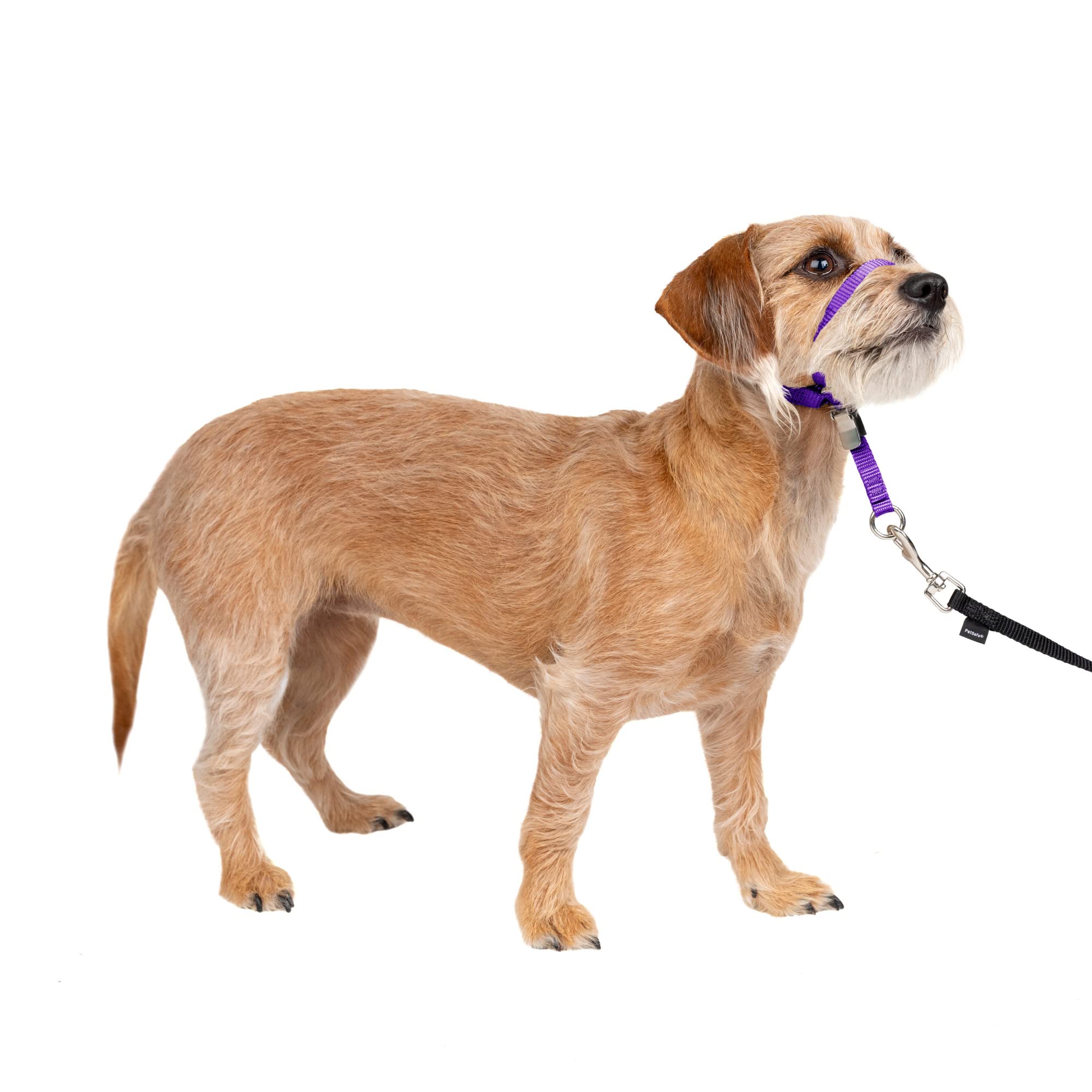 Petsafe Gentle Leader No-Pull Dog Headcollar - The Ultimate Solution To Pulling - Redirects Your Dog'S Pulling For Easier Walks - Helps You Regain Control - Small, Deep Purple