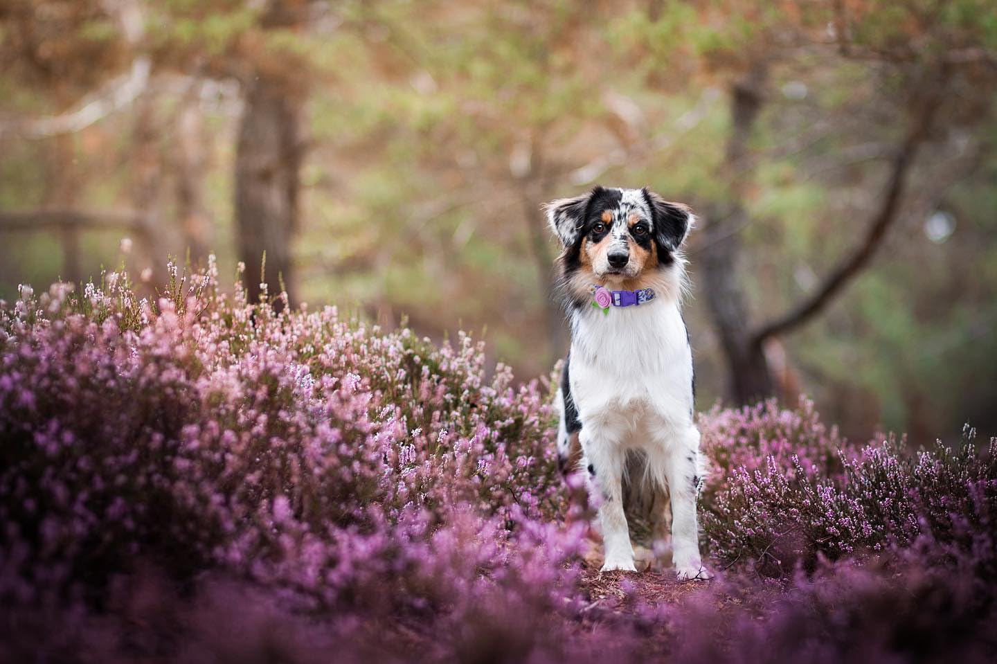 2 Pack Spring Dog Collar For Large Dogs, Quick Release Floral Dog Collar Girl With Flower Bow