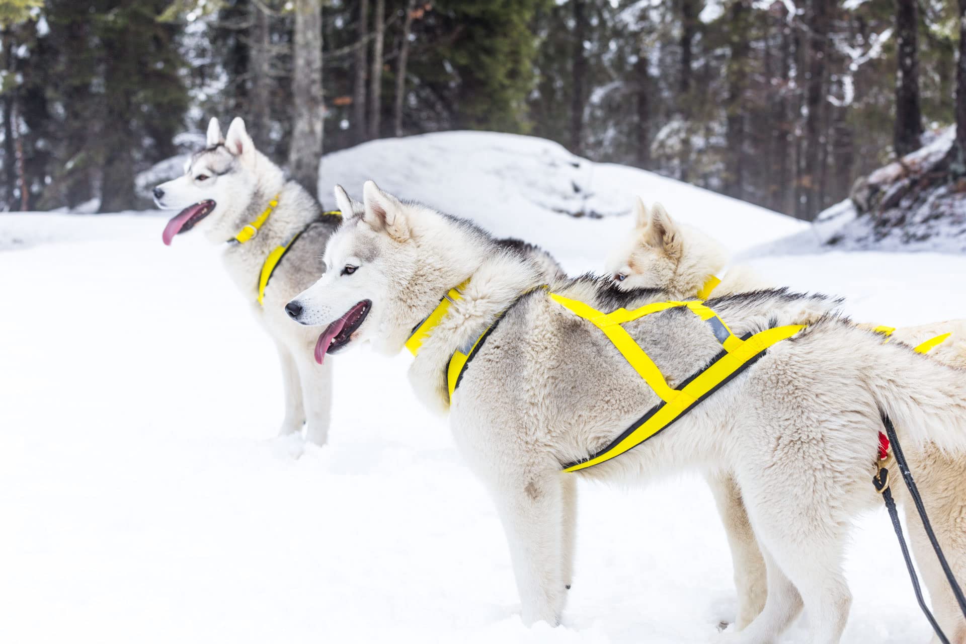 Neewa Sled Pro Harness (X-Large, Yellow), Dog Pulling Harness, Husky Harness, Mushing Harness, X Back Harness Dog For Dog Exercise, Bikejoring, Skijoring, Dog Sledding, Canicross, Dog Harness