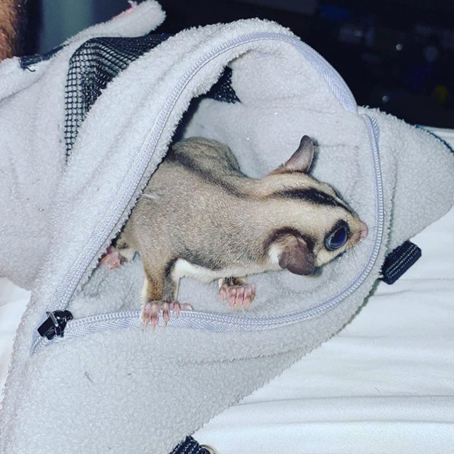 Glider Bonding Pouch - Carry Bonding Pouch For Sugar Gliders, Rats, Ferrets, Chinchillas, Squirrels, Marmosets, Hamsters, Gerbils & Small Animals