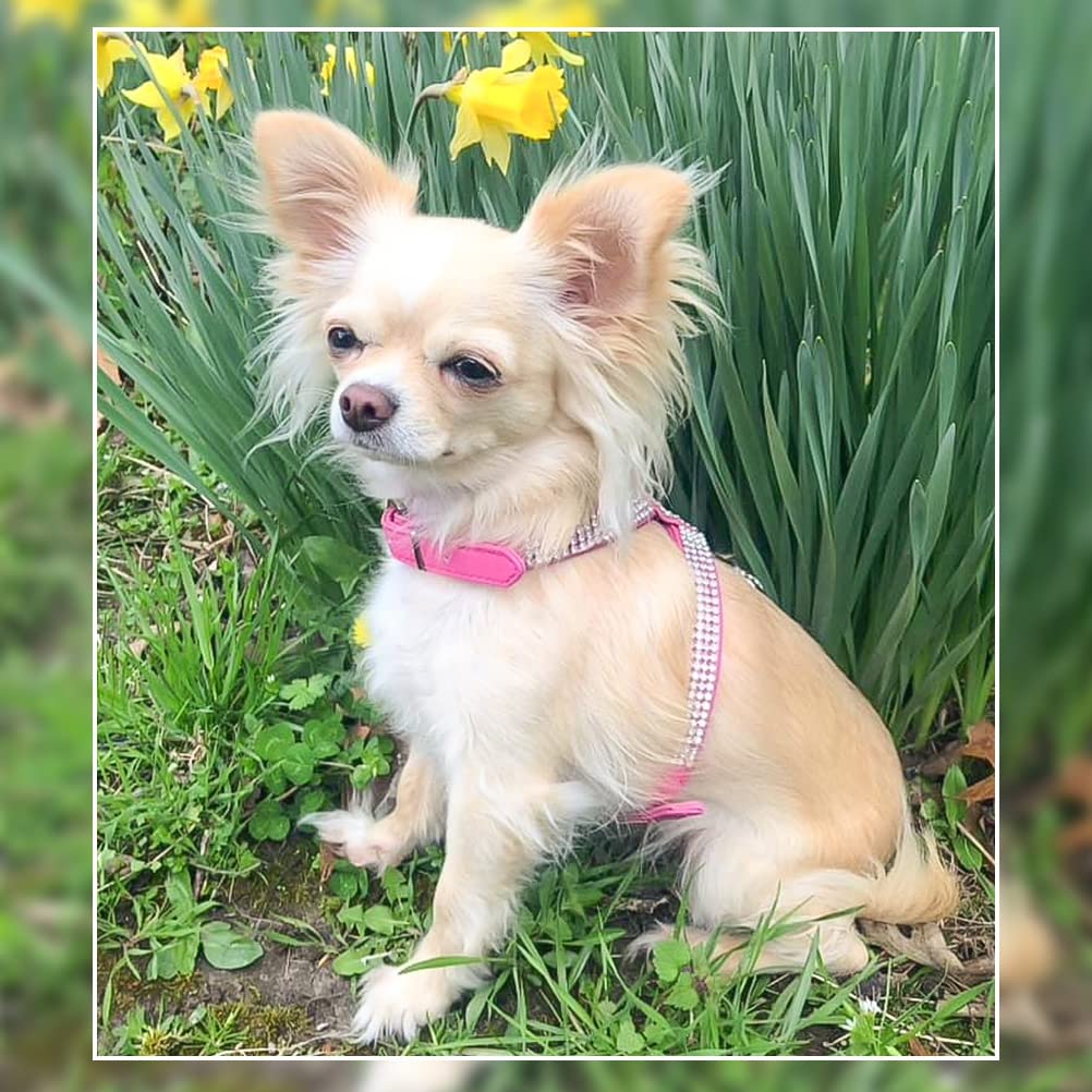 Expawlorer Pet Harness-Rhinestone Bling Small Cat Harness With Heart Pendant, Soft Genuine Leather Padded Dog Harness Small Sized Dog For Puppy Cat, Pink