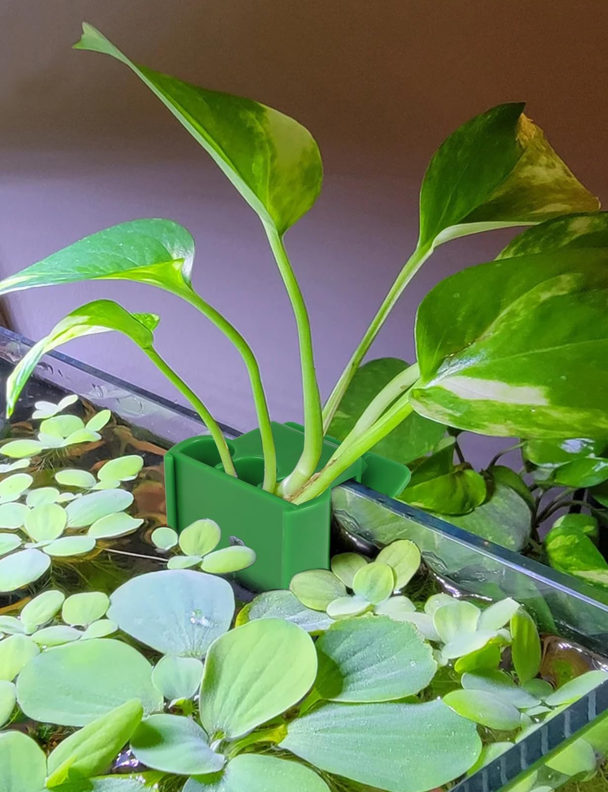 joqepy 2 Pk Upgraded Aquarium Plant Holder, 3-Hole Hanging Holder with Clip, Suitable for Fish Tank Decoration, Green