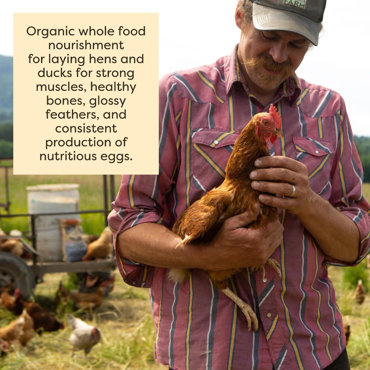 Scratch and Peck Feeds Organic Layer Chicken Feed with Corn for Chickens and Ducks - 25-lbs - Non-GMO Project Verified, Always S