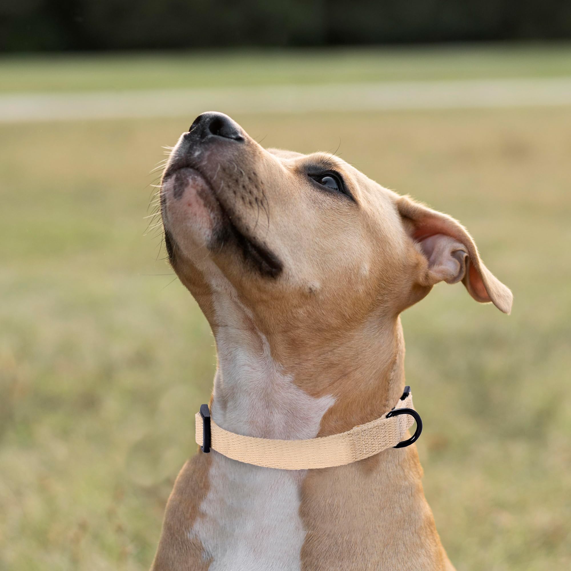 Mile High Life Soft & Strong Poly Cotton Adjustable Dog Collar With Quick Release Buckle For Small To Large Dogs(Khaki, Large Ne