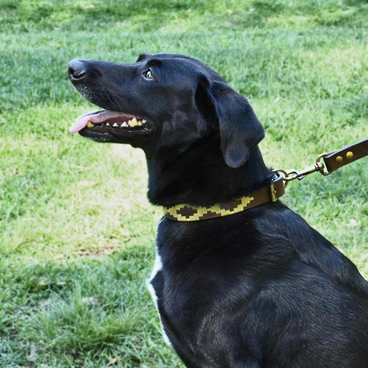 Gaucholife Polo Dog Collar Leather Hand-Stitched (Large, Dorado)