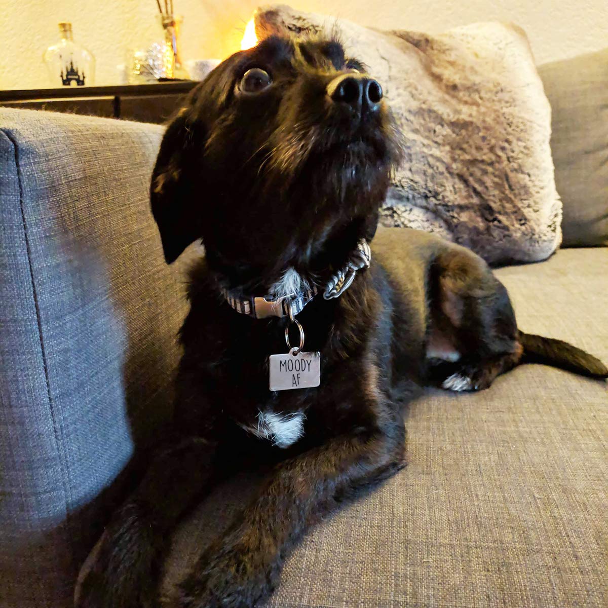 Moody Af Personalized Pet Id Tag - 32Mm X 22Mm Double Sided Laser Engraved For Dog Or Cat