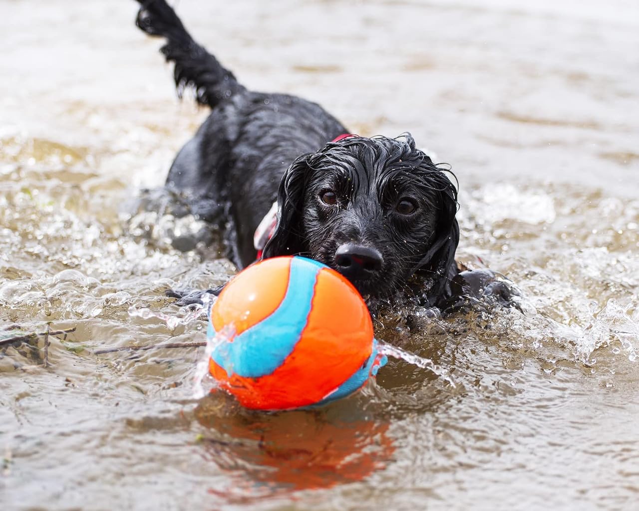 Chuckit! Amphibious Mega Ball Or Roller That Floats For Medium And Large Dogs