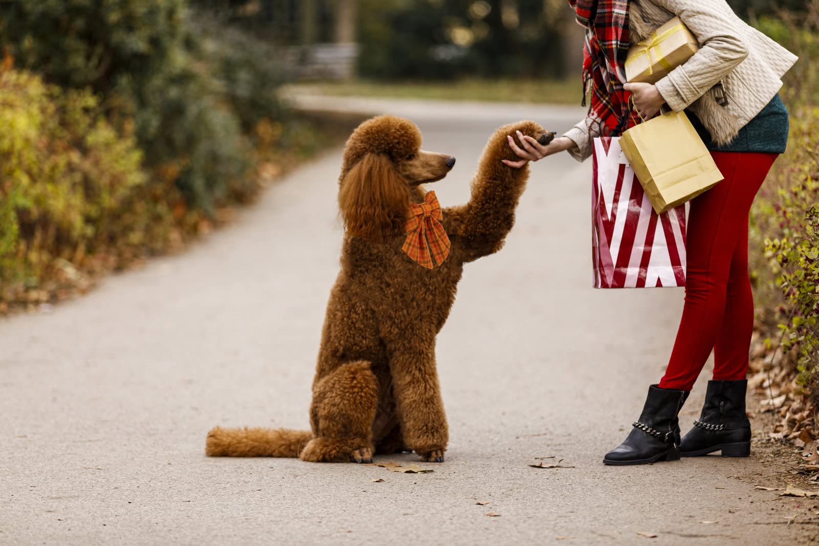 Maca Bates Fall Dog Collar With Sailor Bow Tie Pumpkin Plaid Dogs Collars With Bowtie Checkered Halloween Thanksgiving Day Adjus