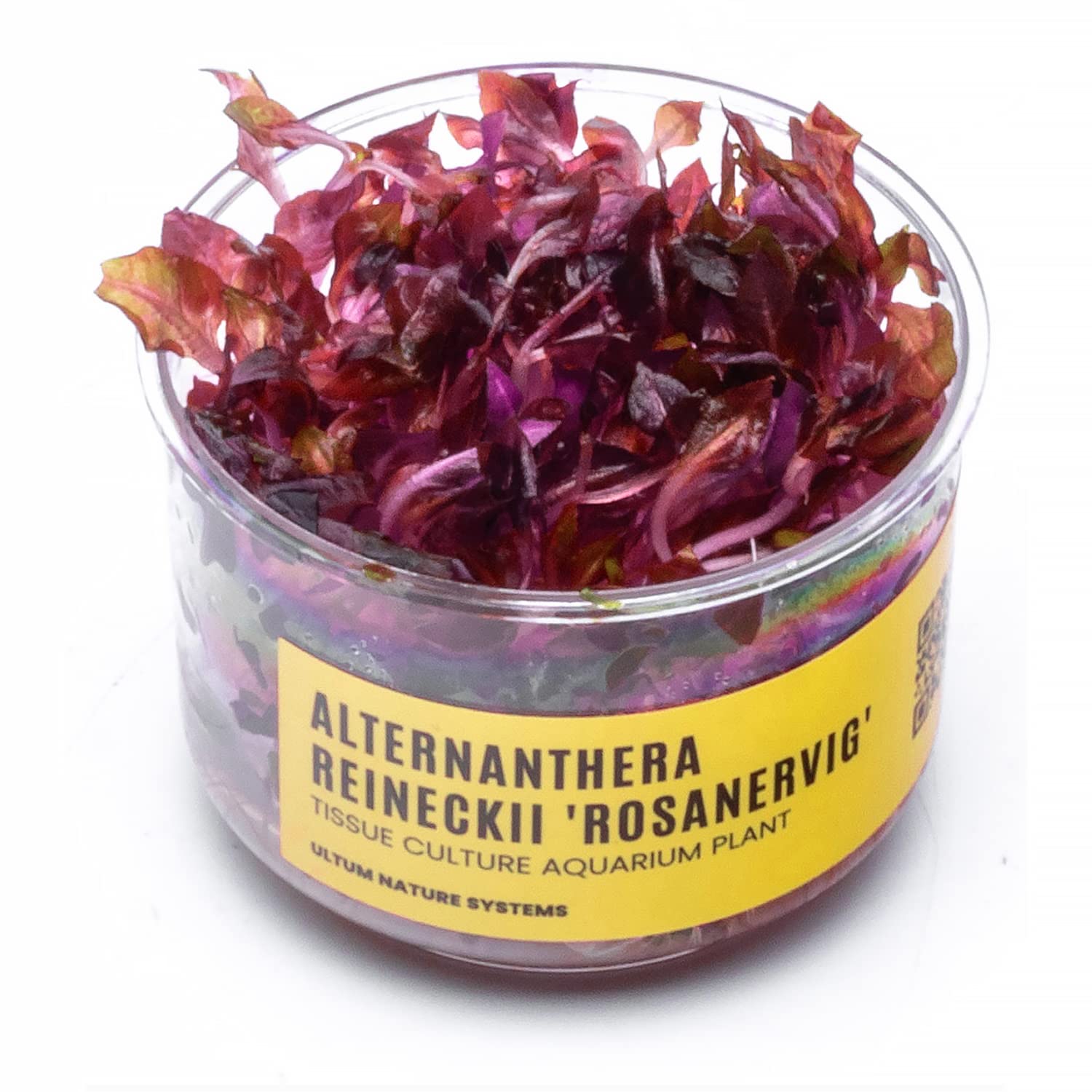 Ultum Nature Systems Alternanthera Reineckii Rosanervig Red Stem Tissue Culture Live Plant For Aquarium, Aquascape, Freshwater F