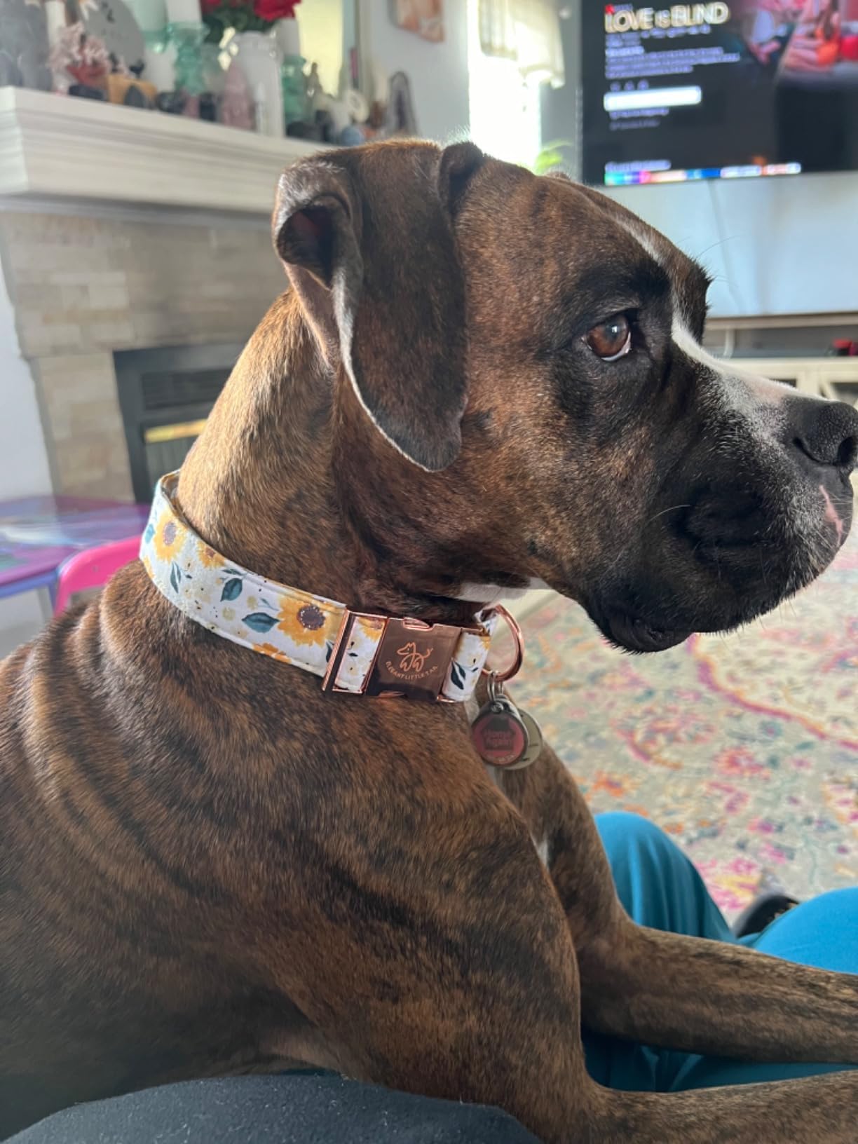 Elegant Little Tail Dog Collar, Sunflower Pattern Pet Collar Durable Cute Dog Collars Summer Fall Female Pet Gift Adjustable Dog