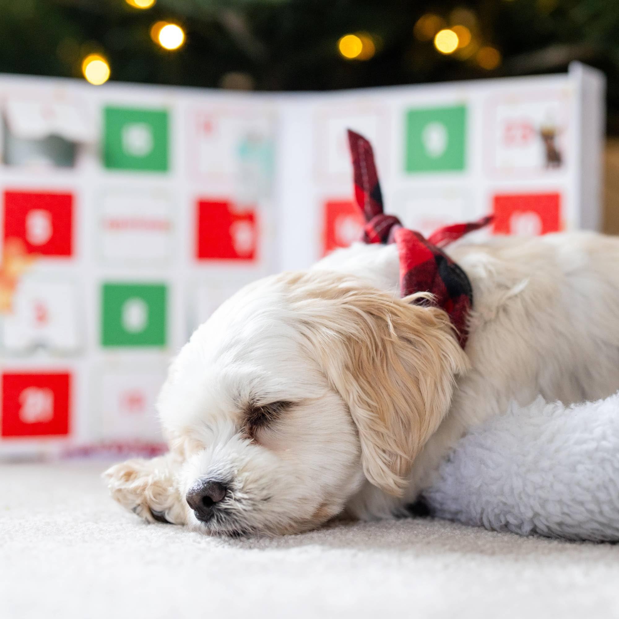 WÜFERS Singing Advent Calendar Dog Cookie Box | Handmade Treats with Natural Ingredients | 1 Count
