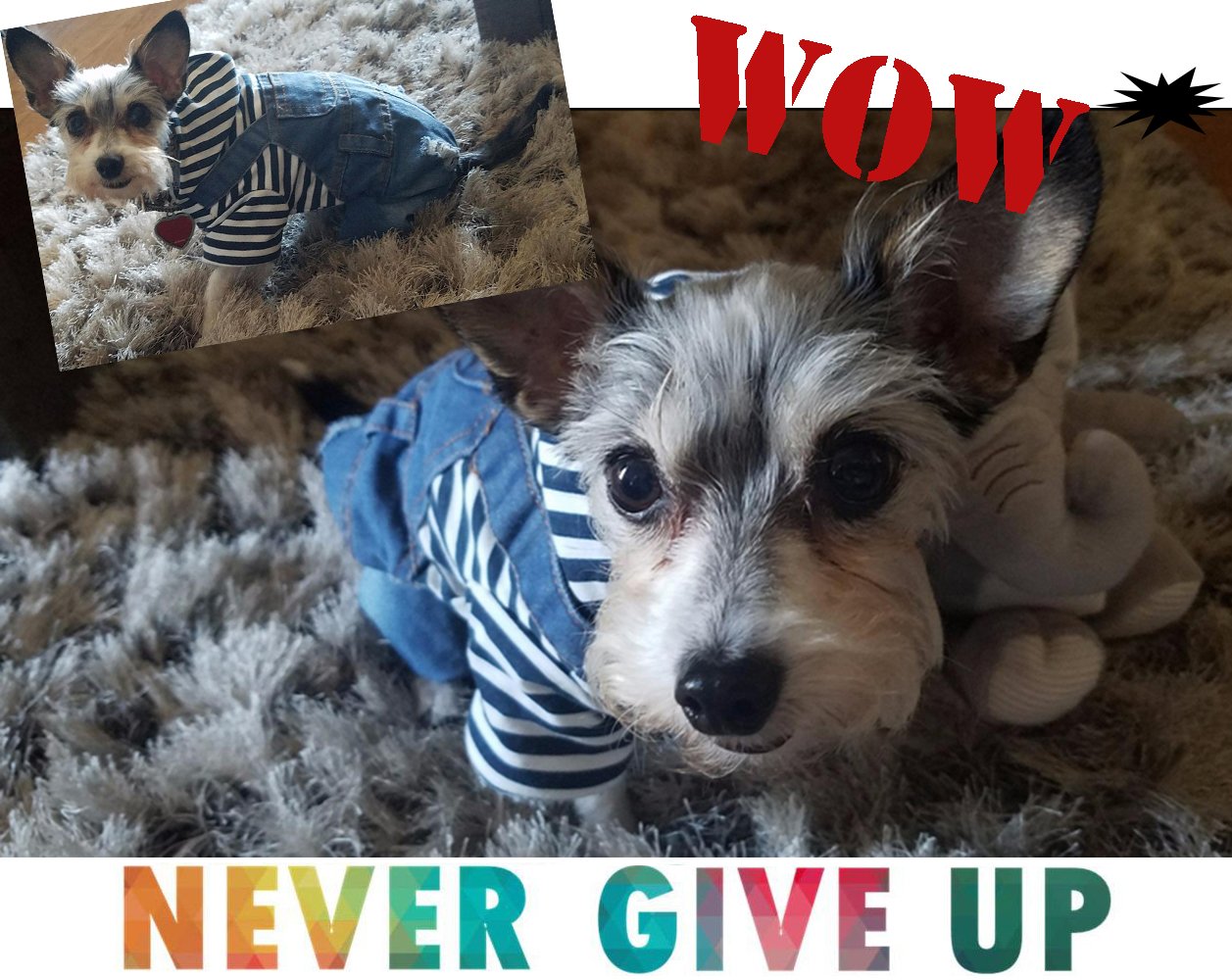 SILD Pet Denim Jumpsuit Dog Jeans Hoodies Cool Blue Coat Medium Small Dogs Classic Jacket Puppy Blue Vintage Washed Vests (XXL)