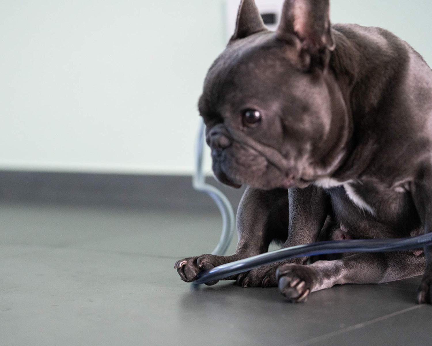 Petcords Dog And Cat Cord Pet Protector 20 Ft, Protects Your Pets From Chewing Through Insulated Cables Up To 20 Ft, Pet And Critter Safety Device, Unscented, Made And Designed In The Usa