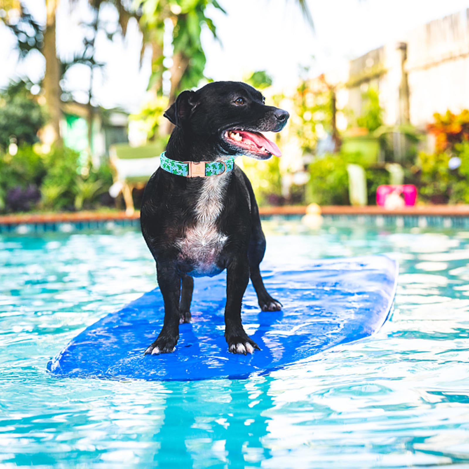 Lionheart Glory Dog Collar Blue Dogs Collar Spring Summer Cute Collars Dog Boy Or Girl Soft Durable Adjustable Dog Collars For M