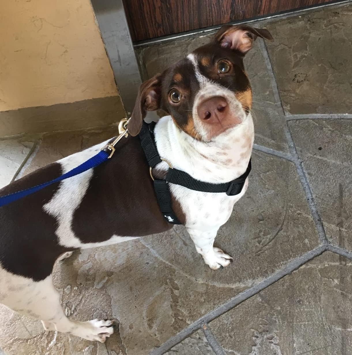 Pupteck No Pull Dog Harness Soft Adjustable Basic Nylon Step In Puppy Vest Outdoor Walking With Id Tag Cream