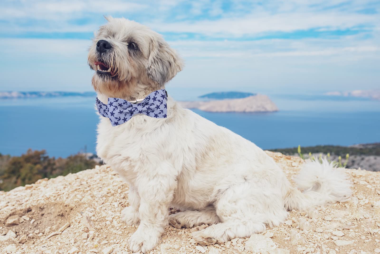 Lionet Paws Dog Collar With Bowtie, Summer Bowtie Collar For Dog,Adjustable Comfortable Dog Collar Gift For Puppy Small Medium L