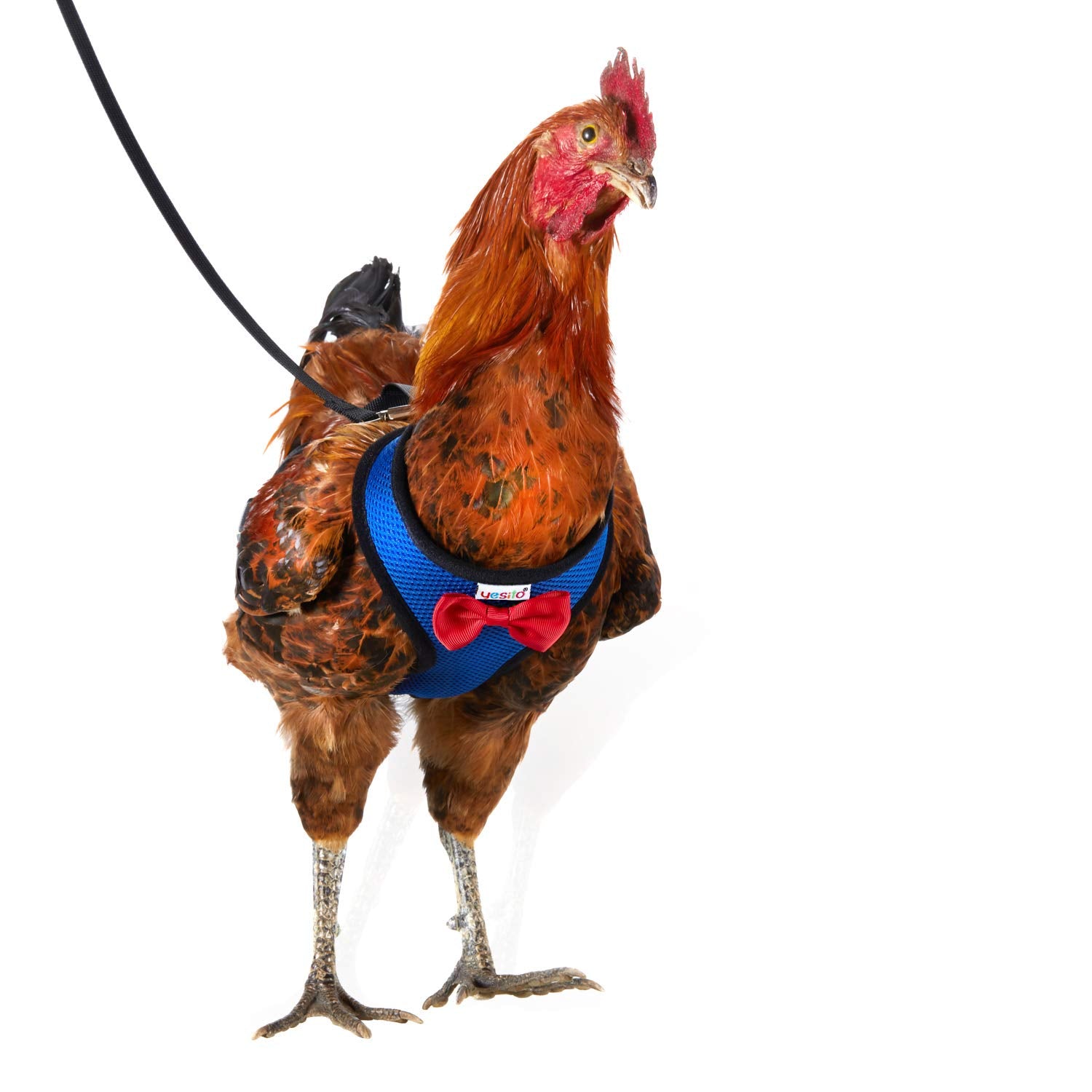 Yesito Chicken Harness Hen Size with 6ft Matching Leash - Adjustable, Resilient, Comfortable, Breathable, Large Size, Suitable f