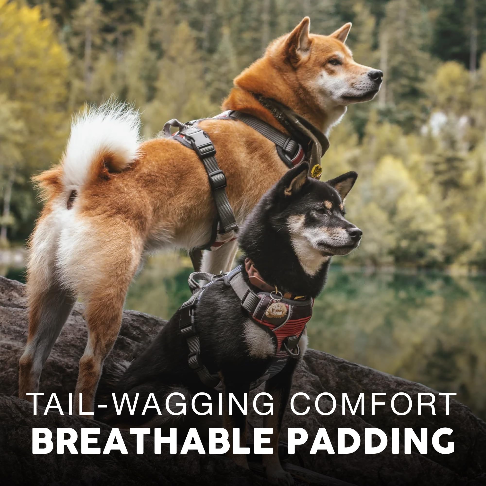 Embark Adventure Dog Harness, Reflective Trim No Pull Dog Harnesses For Small Sized Dogs - Military Grade Nylon, Front Clip Dog Harness With Gel Lined Handle. Soft & Padded Puppy Dog Harnesses.