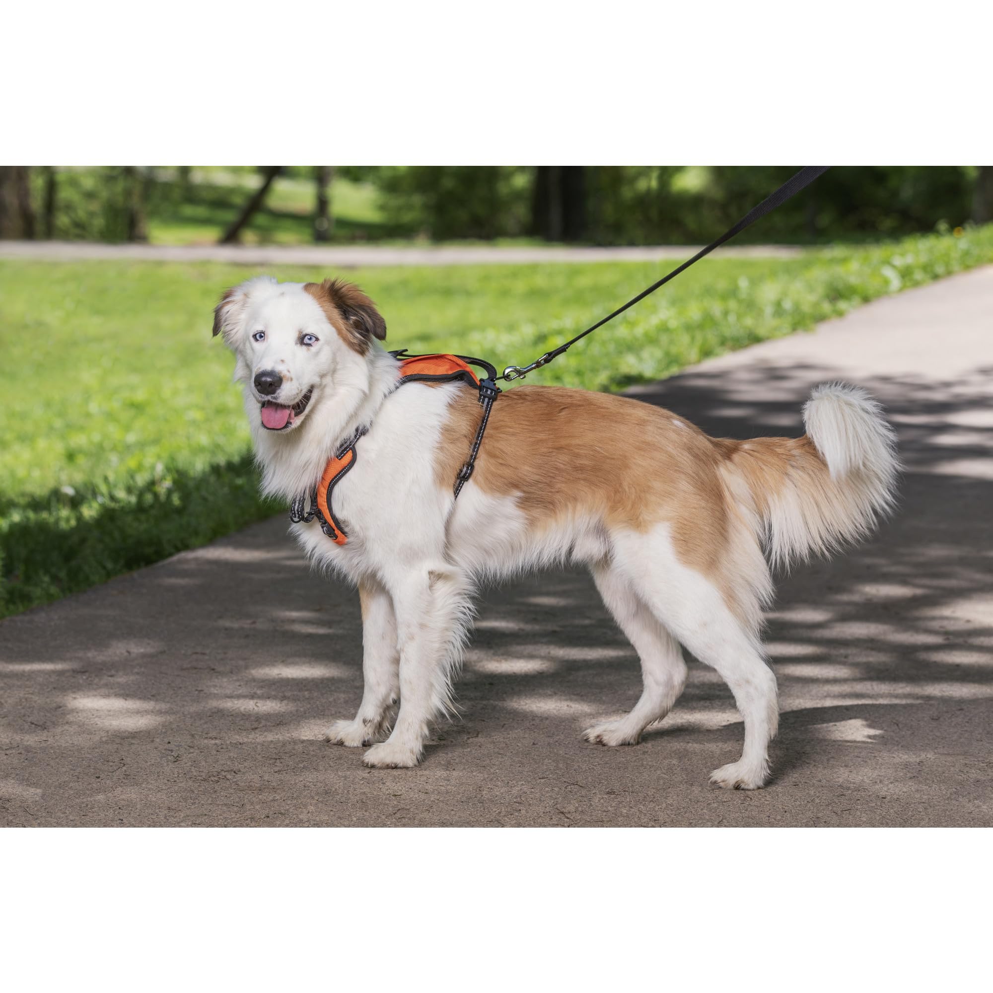Petsafe Walk-Along Outdoor Dog Harness, No-Pull Solution, Water-Resistant, Zippered Pouch For Storage, Built-In Car Restraint, M