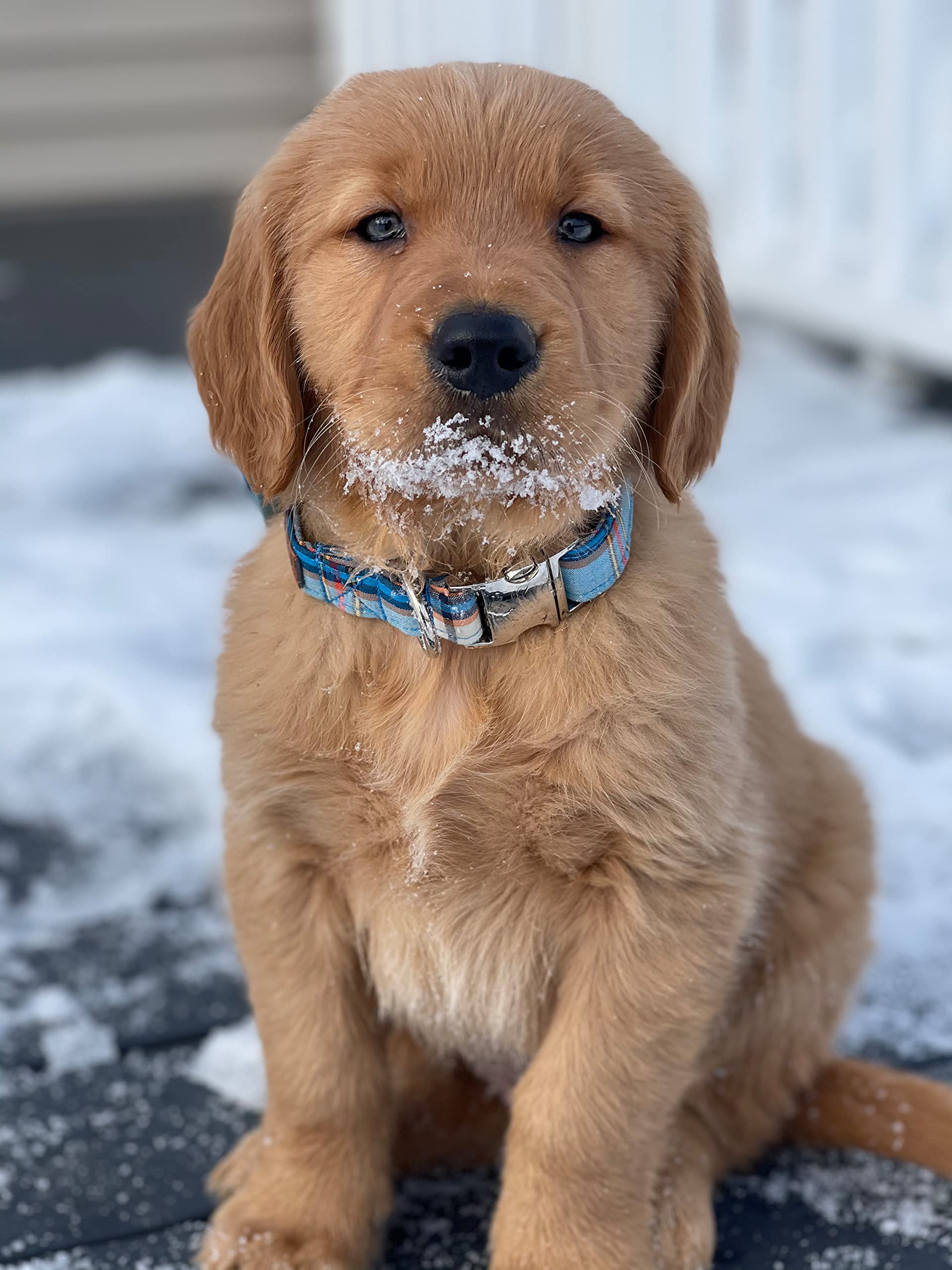 Lionet Paws Boy Dog Collar, Comfortable Adjustable Cute Blue Plaid Collar With Metal Buckle For Male Dogs, Small, Neck 10-16 Inc