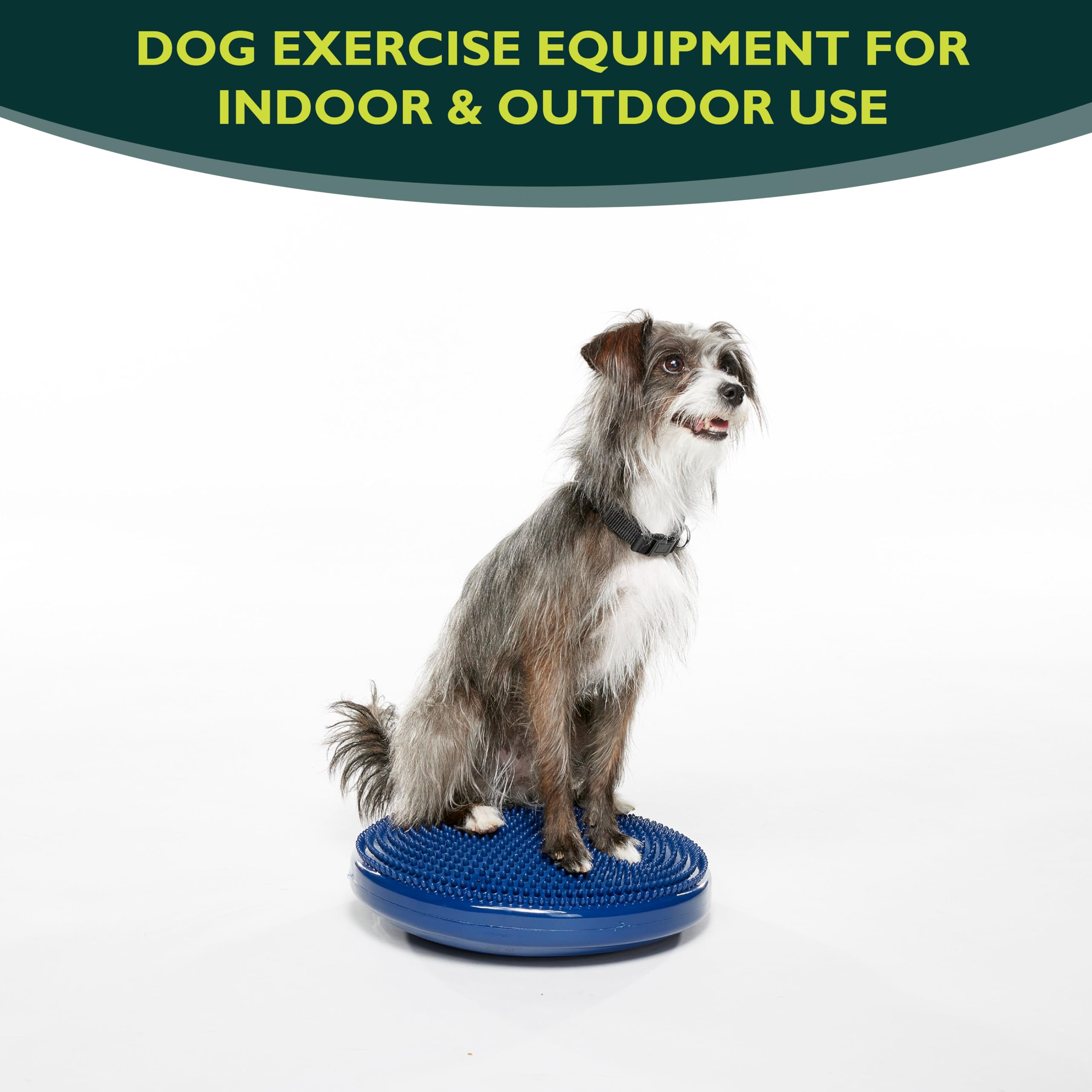 FitPAWS Dog Balance Disc - Blue, 14'' | Dog Exercise Equipment | Workout Tool for Strength, Core, Stability & Rehabilitation