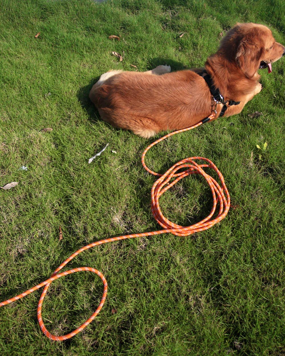 Long Leash For Dog Training 10Ft 16Ft 30Ft 50Ft 100Ft, Reflective Threads Check Cord Recall Dog Lead For Large Medium Small Dogs, Dog Tie-Out Cable For Playing, Camping, Or Backyard