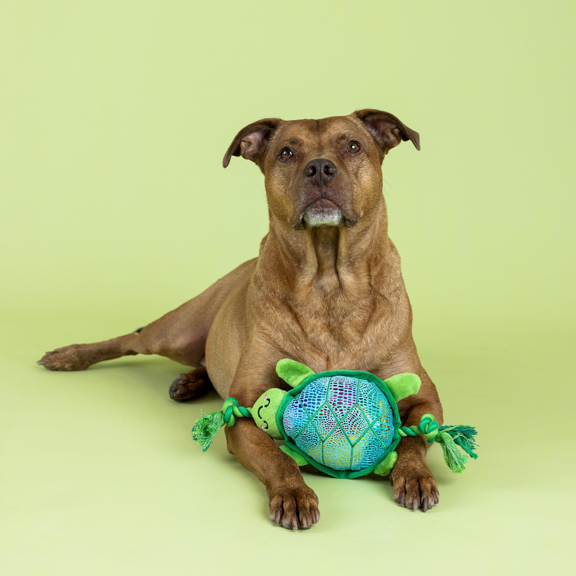 Fringe Studio ''SHELLO There! Plush Dog Toy, Pet Shop Collection (314373)