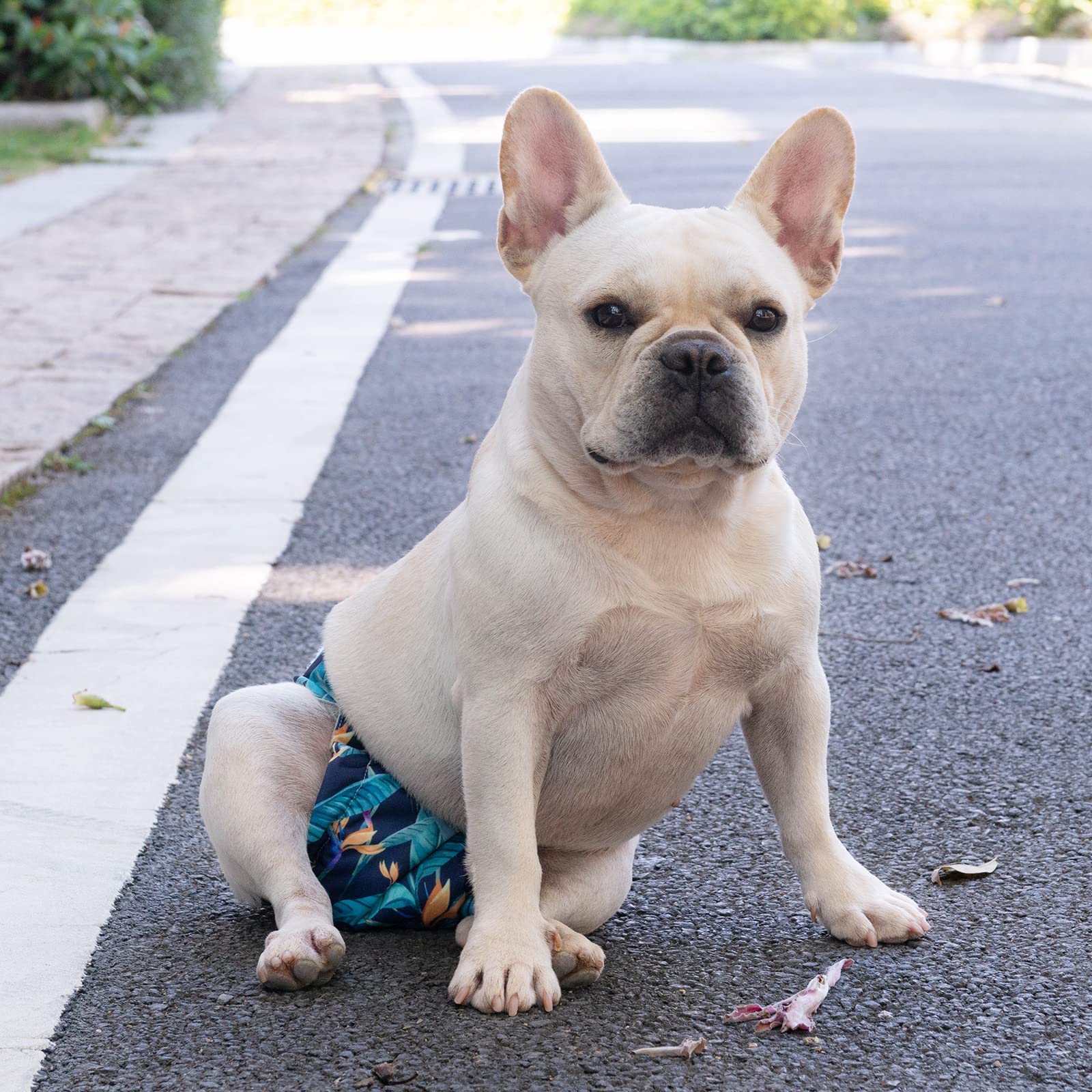 Cutebone Dog Diapers No Tail Hole Large 3 Pack Puppy Training Pants For Docked-Tail Dogs Wwd04L