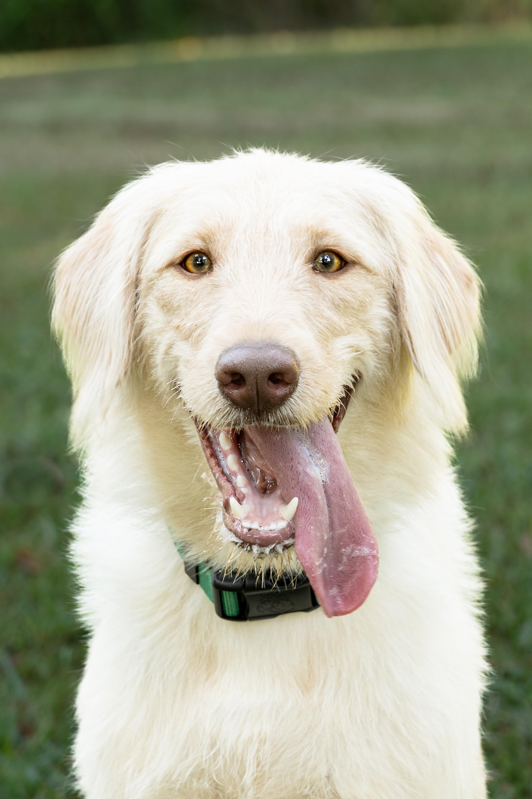 Country Brook Petz - 33 Vibrant Colors - American Made Deluxe Nylon Dog Collar With Buckle (Medium, 3/4 Inch, Christmas Green)