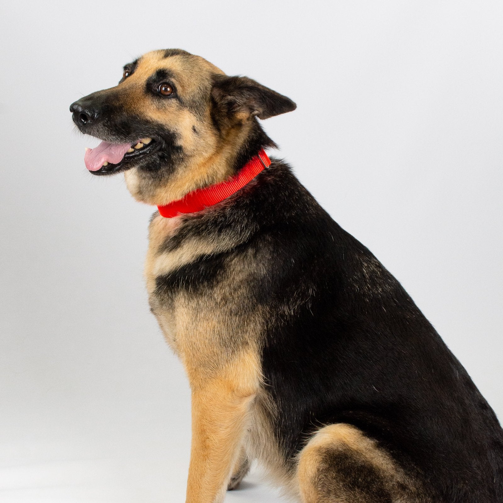 Country Brook Petz - Hot Orange Martingale Heavy Duty Nylon Dog Collar - 21 Vibrant Color Options (3/8 Inch Width, Mini)