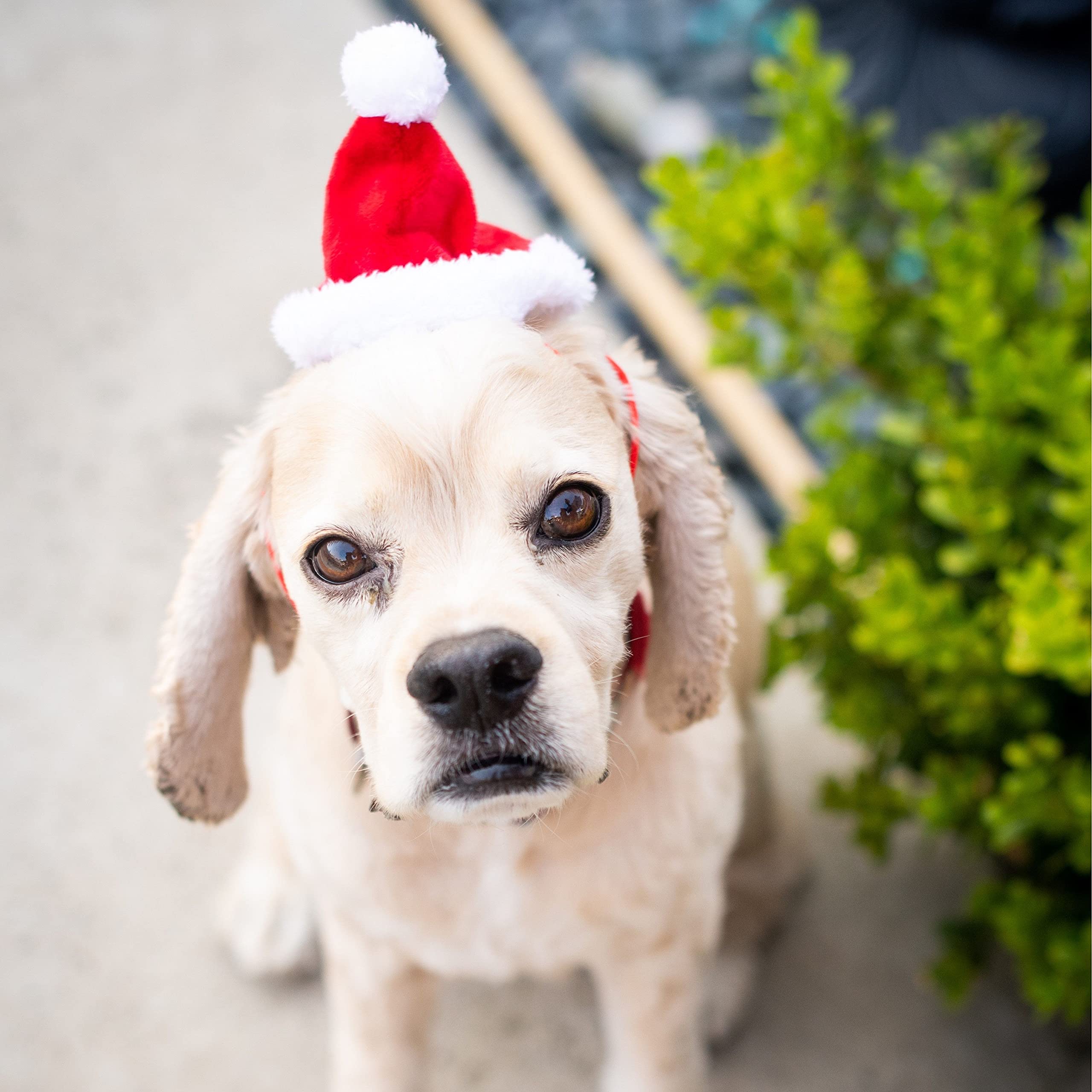 Huxley & Kent Pet Hat | Santa (Large) | Festive Christmas Holiday Accessory For Dogs/Cats | Holiday Pet Hat | Snugfit Sliding To