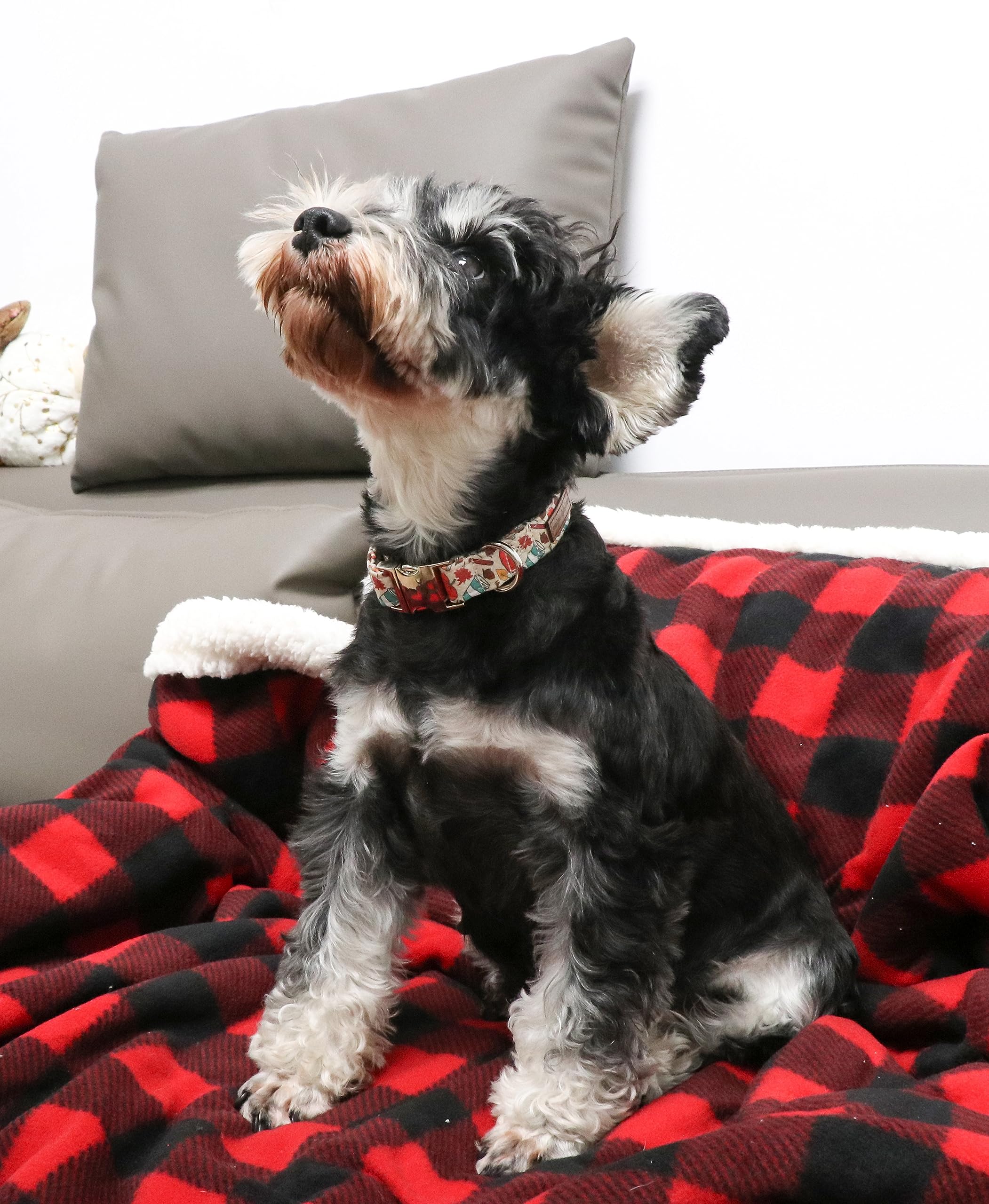 Unique Style Paws Halloween Dog Collar Metal Buckle Pumpkin Collar Gift Durable Cute Collar For Small Medium Large Boys Girls Do