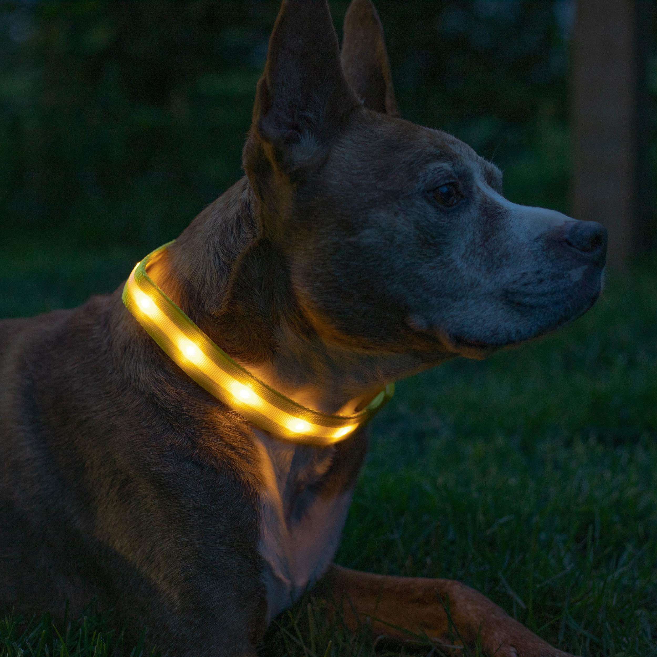 Blazin Led Dog Collar - The Original Light Up Dog Collar - Usb Rechargeable - Waterproof - 1,000 Feet Of Visibility - Dog Collar