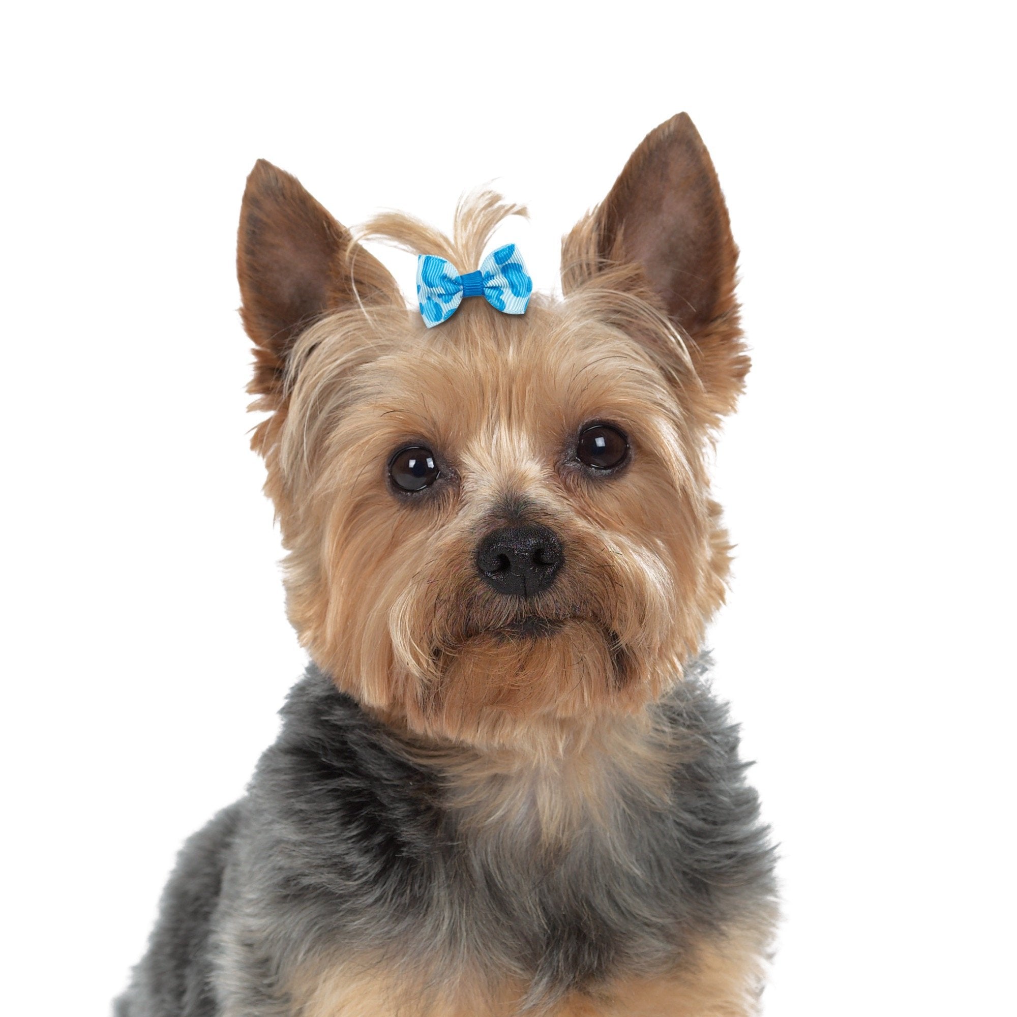 Aria Kaya Barrettes For Dogs, 48-Piece Canisters