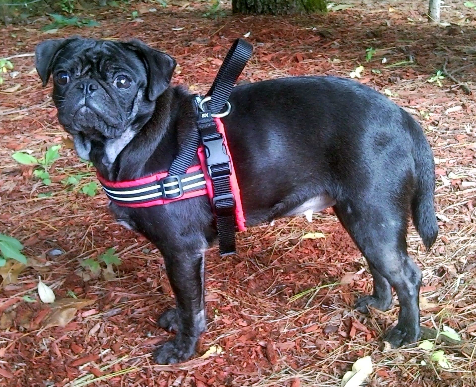 ComfortFlex Sport Harness - American Made No Pull Dog Harness for Small, Medium, Large Dogs - Padded, Reflective No Rub Harness