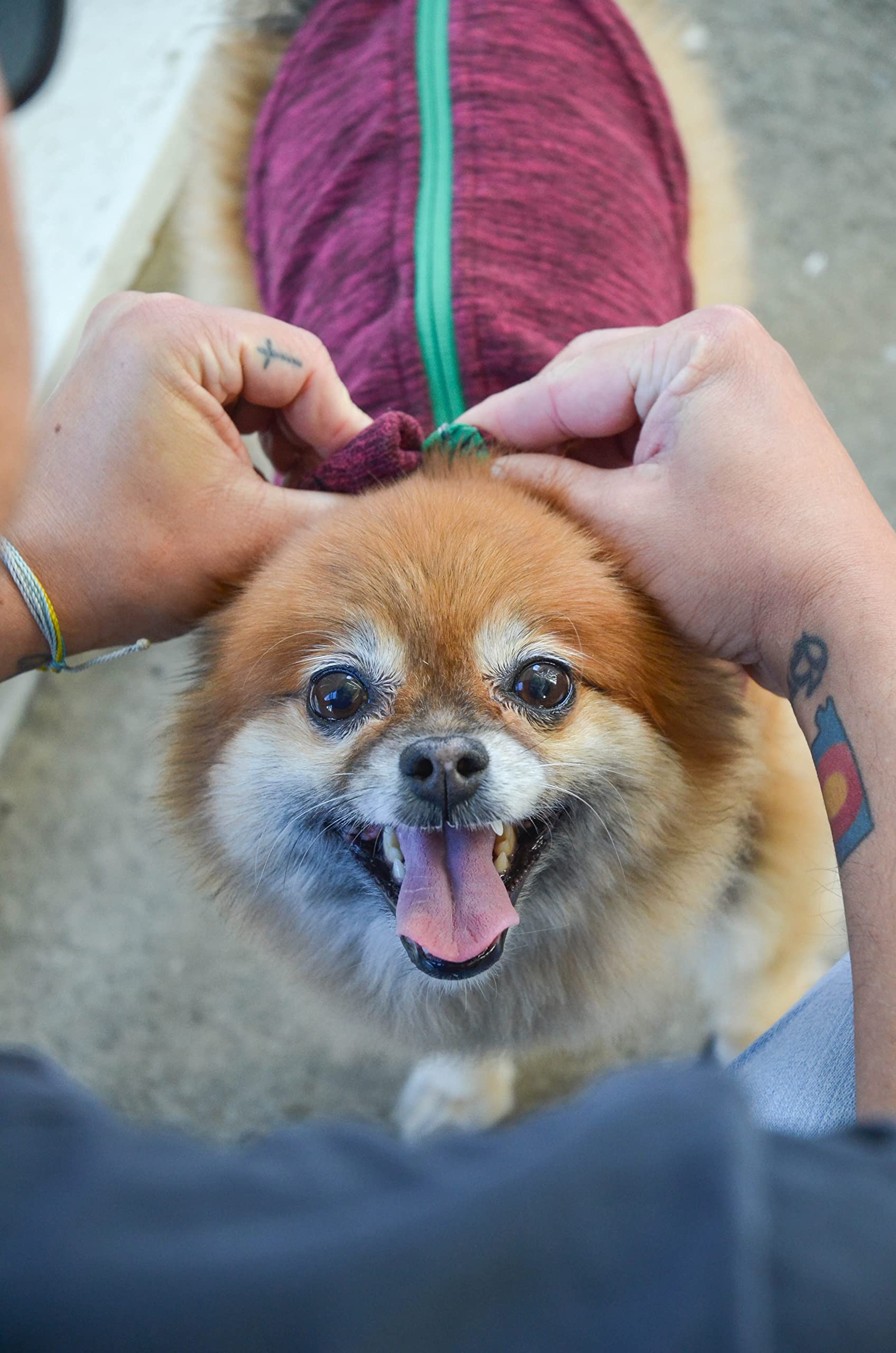 Gooby Zip Up Fleece Dog Sweater - Fuchsia Wash, Small - Warm Pullover Fleece Step-In Dog Jacket With Dual D Ring Leash - Winter