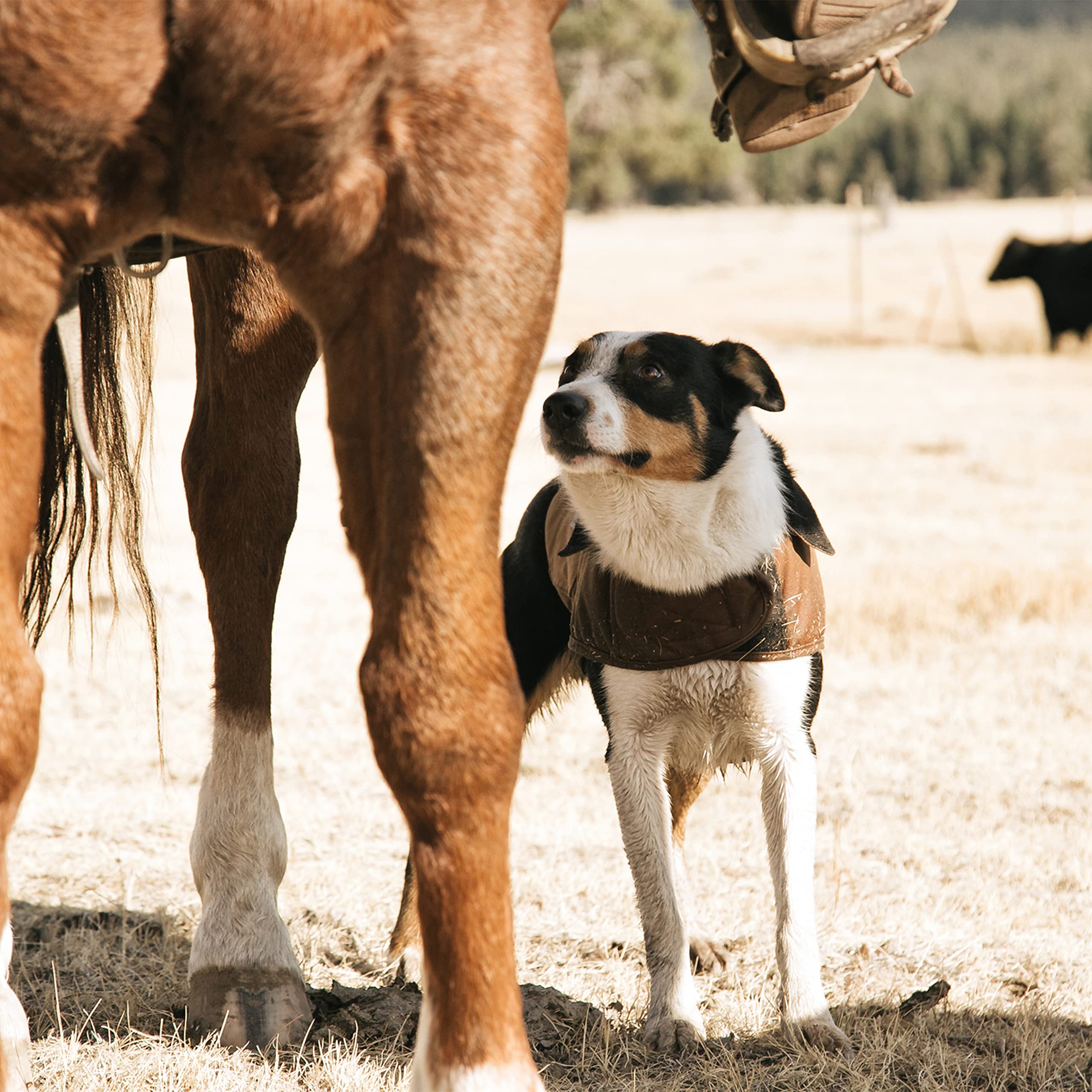 Carhartt Firm Duck Insulated Dog Chore Coat, Duck Camo Tarmac, X-Large