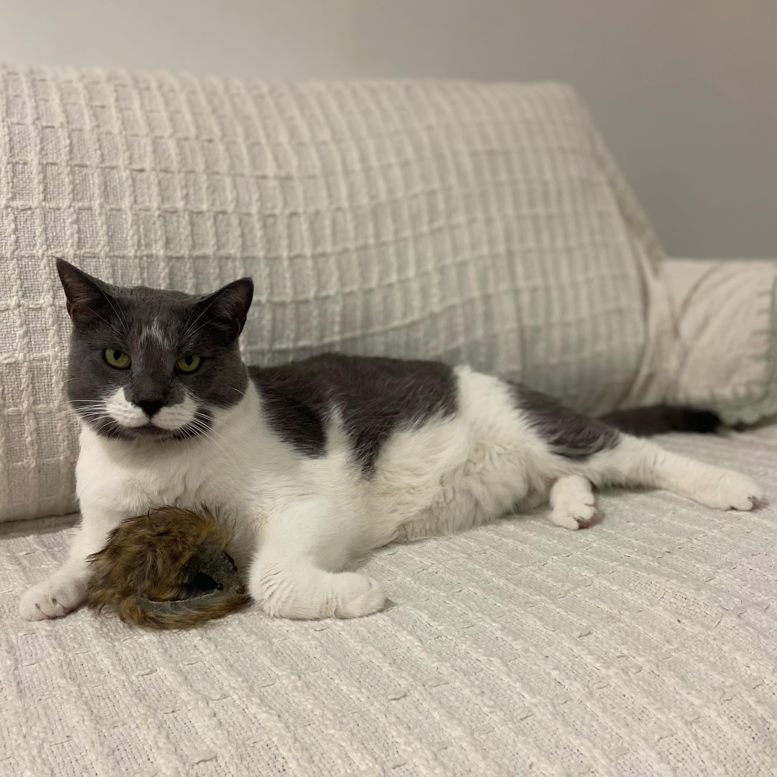 Shaggy Plush Giant Mouse