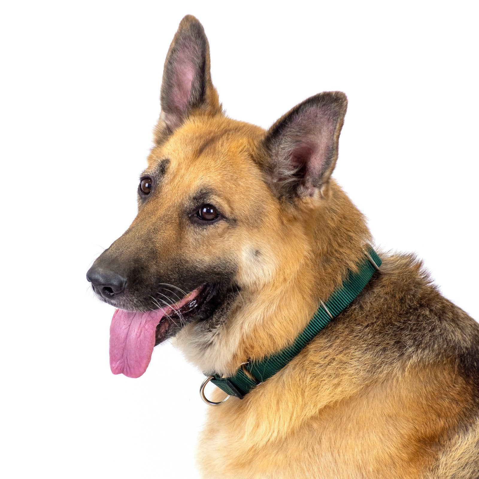 Country Brook Petz Martingale Dog Collar - Heavy-Duty Training Collar With No Buckle - Service Dog Collar For All Pups - Vibrant, Colorful Collection (Green, 1 Inch, Large)