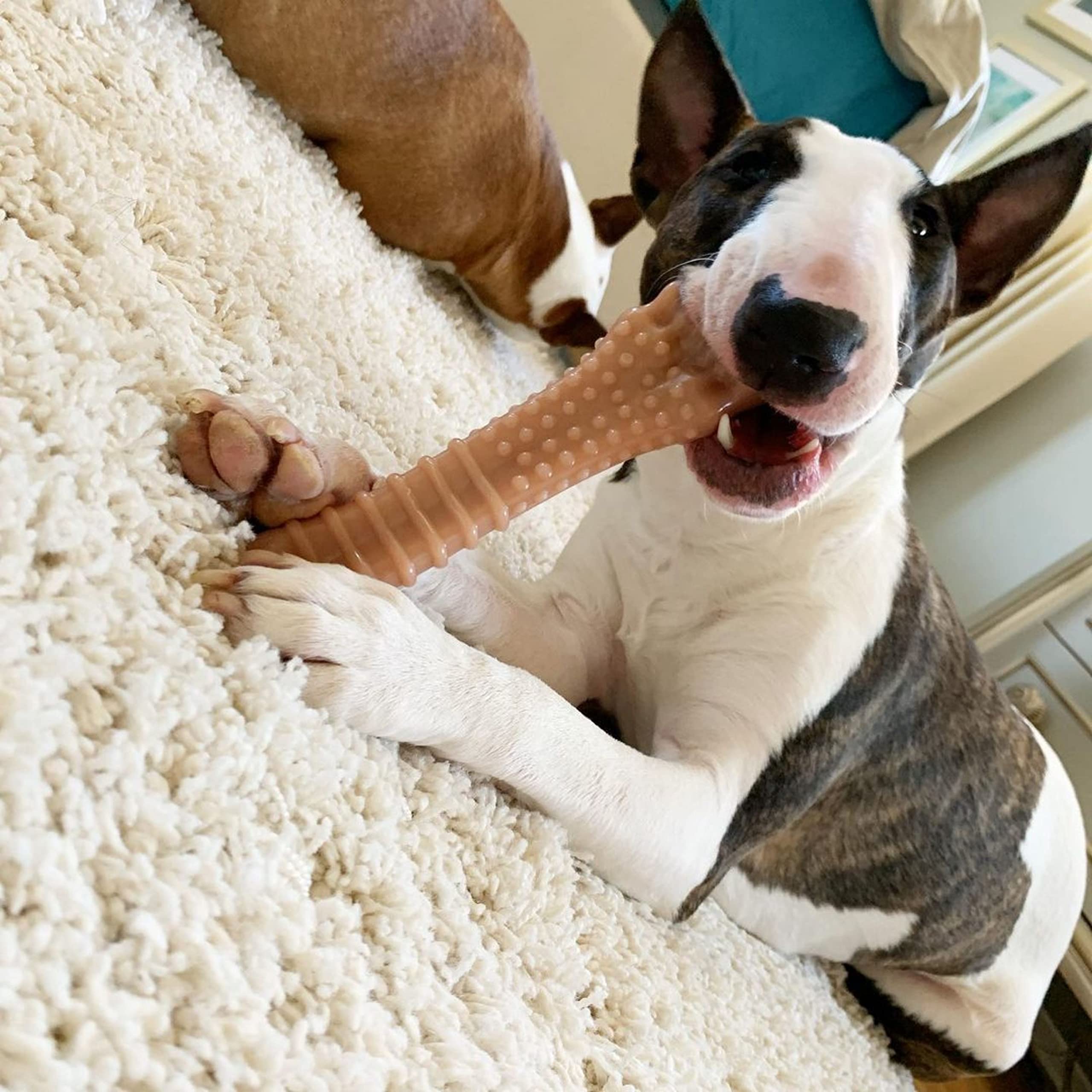 Nylabone Power Chew Dog Chew Toys For Aggressive Chewers Bundle Original And Bacon Flavors X-Large