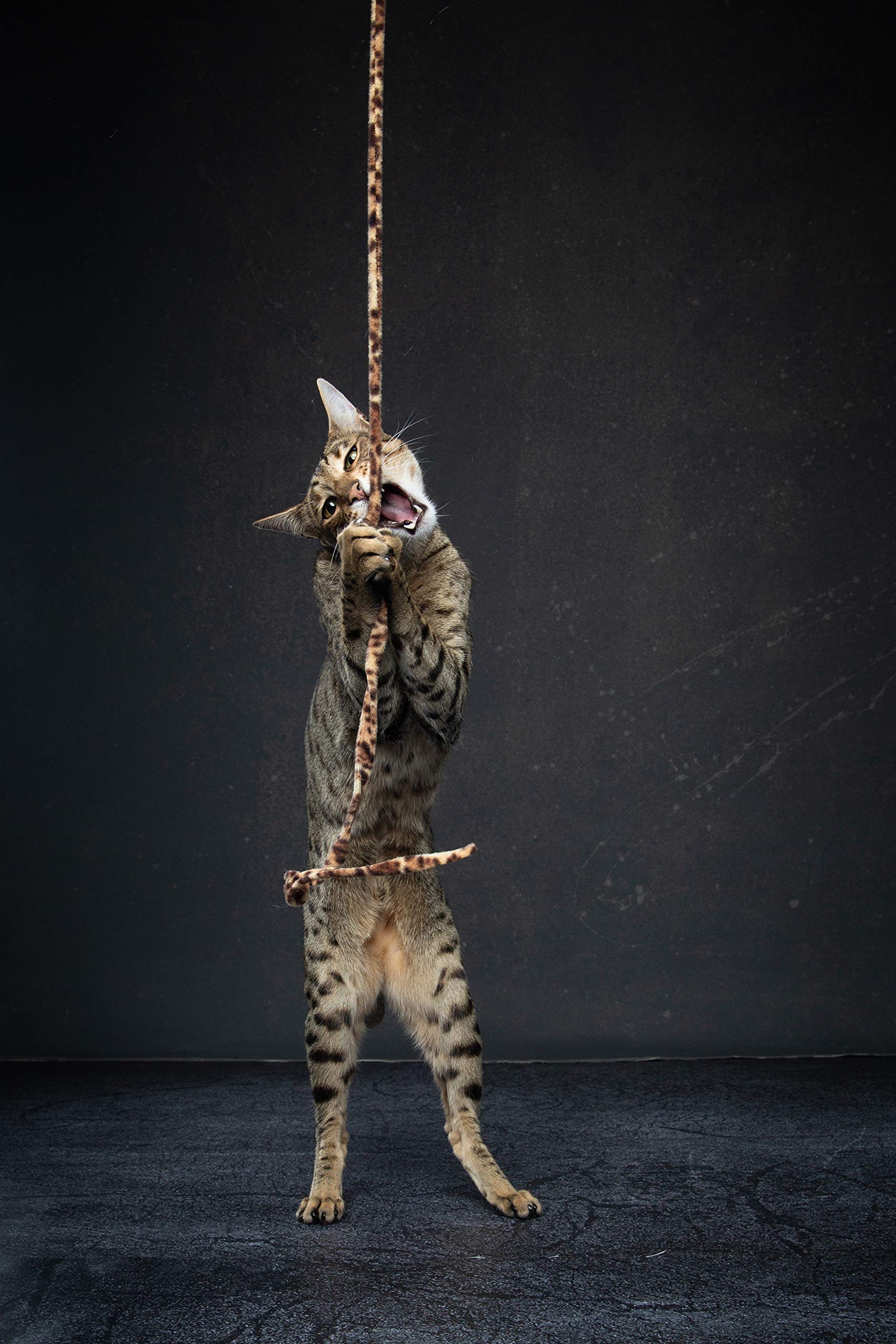 Cat Dancer Jungle Cat Wand (Pack Of 2), Charmer Interactive Cat Toy, Safe Teaser Wand For Indoor Cats & Kittens, Flexible Exercise Toy Made Of Multicolor Fabric Ribbon, For Medium Breeds