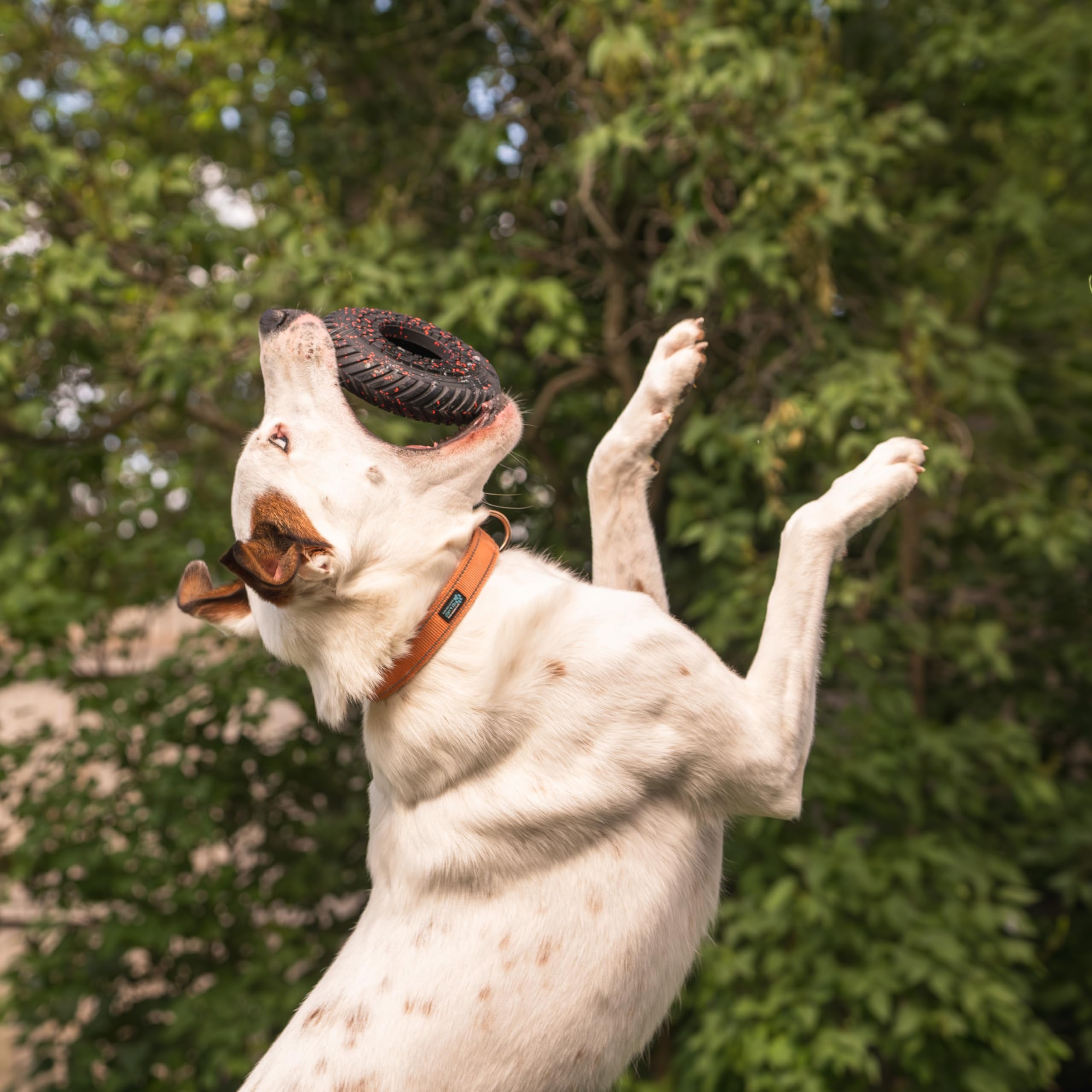 Chew King Supreme Dog Toy Collection, Medium Supreme Ring