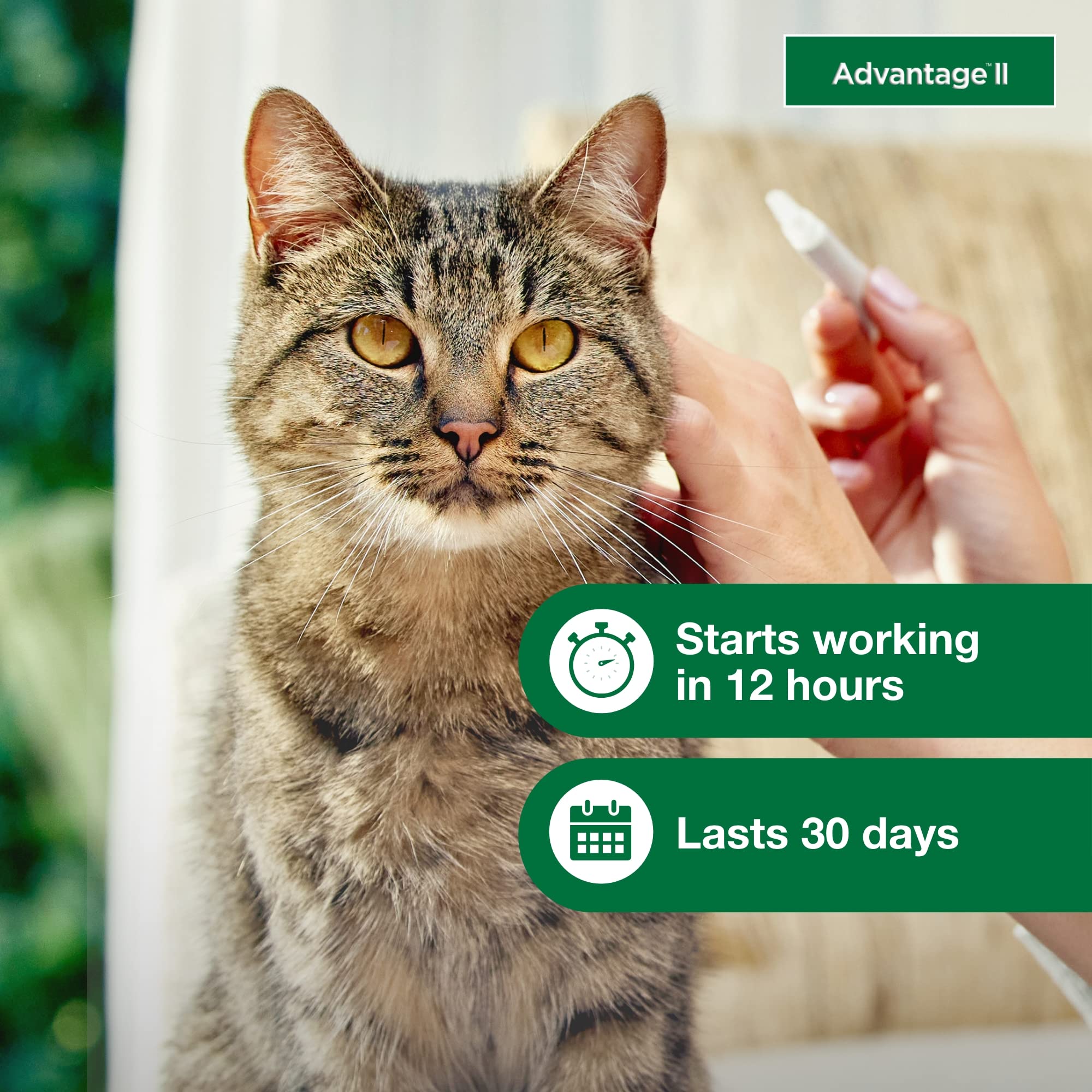 Advantage II Flea Treatment for Large Cats Over 9 lbs - 1-Month Supply, Vet-Recommended, Effective Prevention