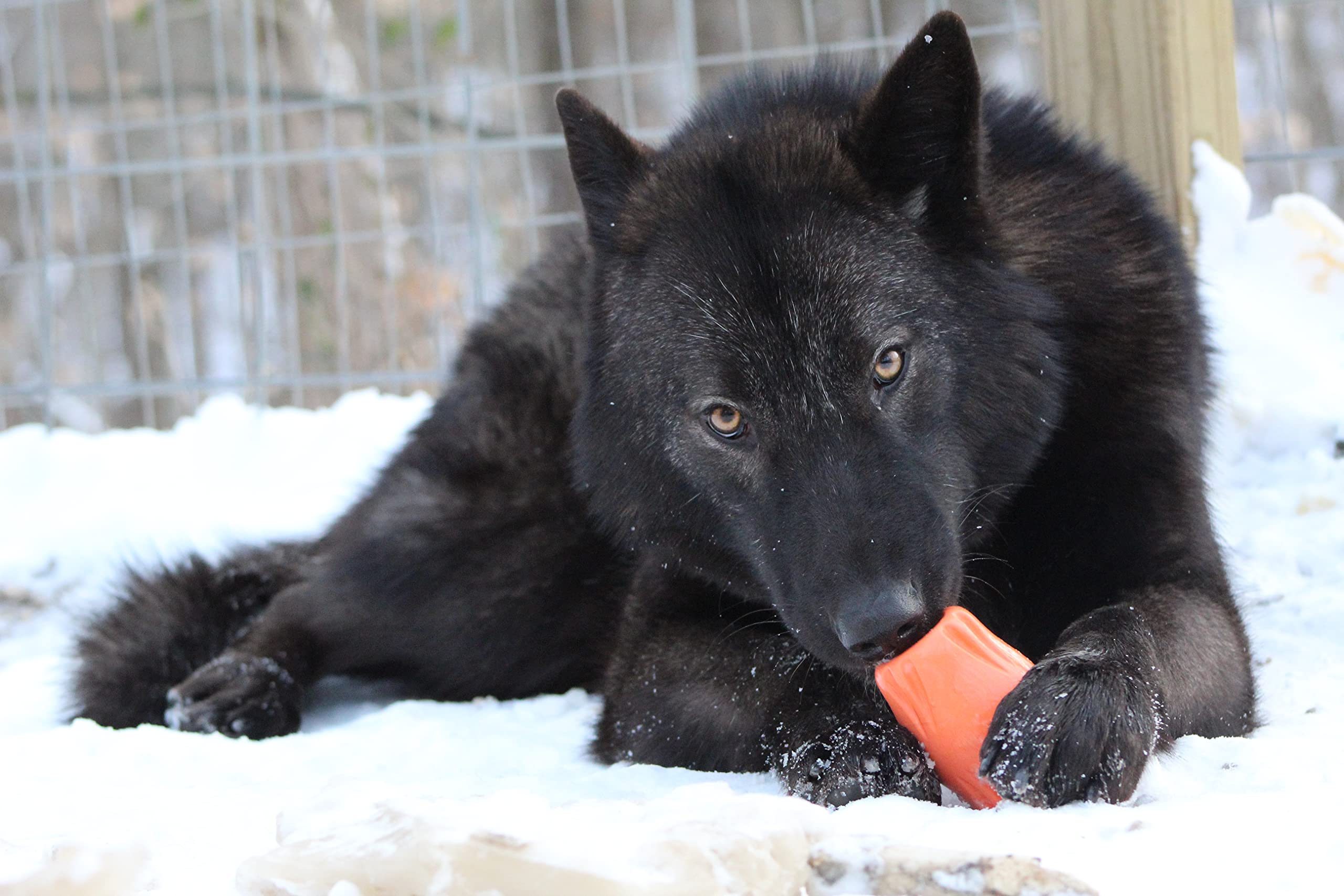 Jolly Pets Flex-N-Chew Bobble Orange Large 3 in (JTJB03)