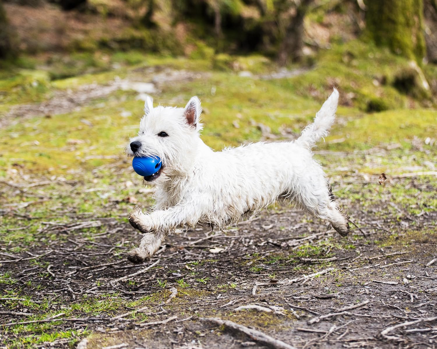 Chuckit! Crunch Ball Dog Toy, Medium (Pack Of 2)