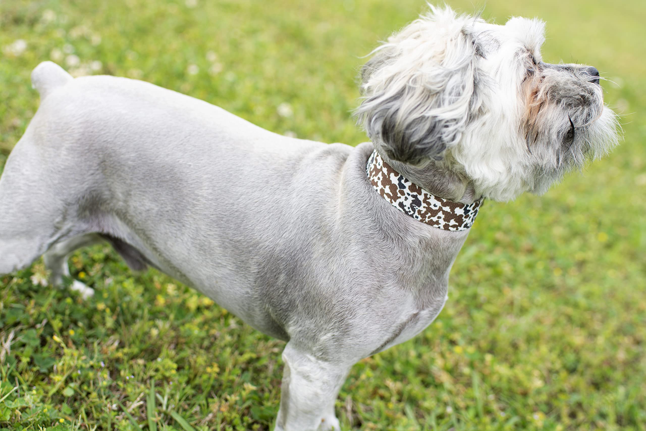 Country Brook Petz - Cow Print Martingale Dog Collar - Country And Western Collection Featuring Rustic Designs (1 Inch, Medium)