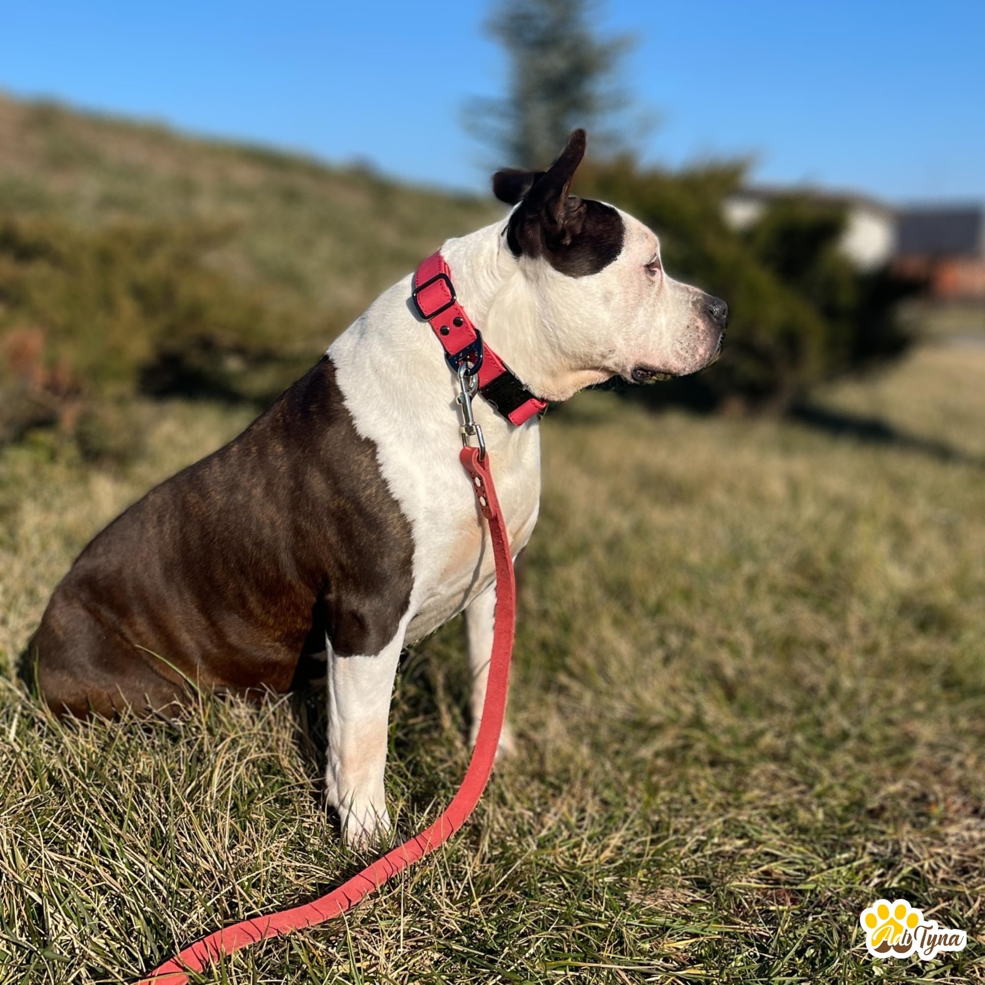 ADITYNA Red Leather Dog Collar with Metal Buckle - Heavy-Duty, Adjustable for Medium & Large Dogs (Red, Fits 15-21'' Necks)