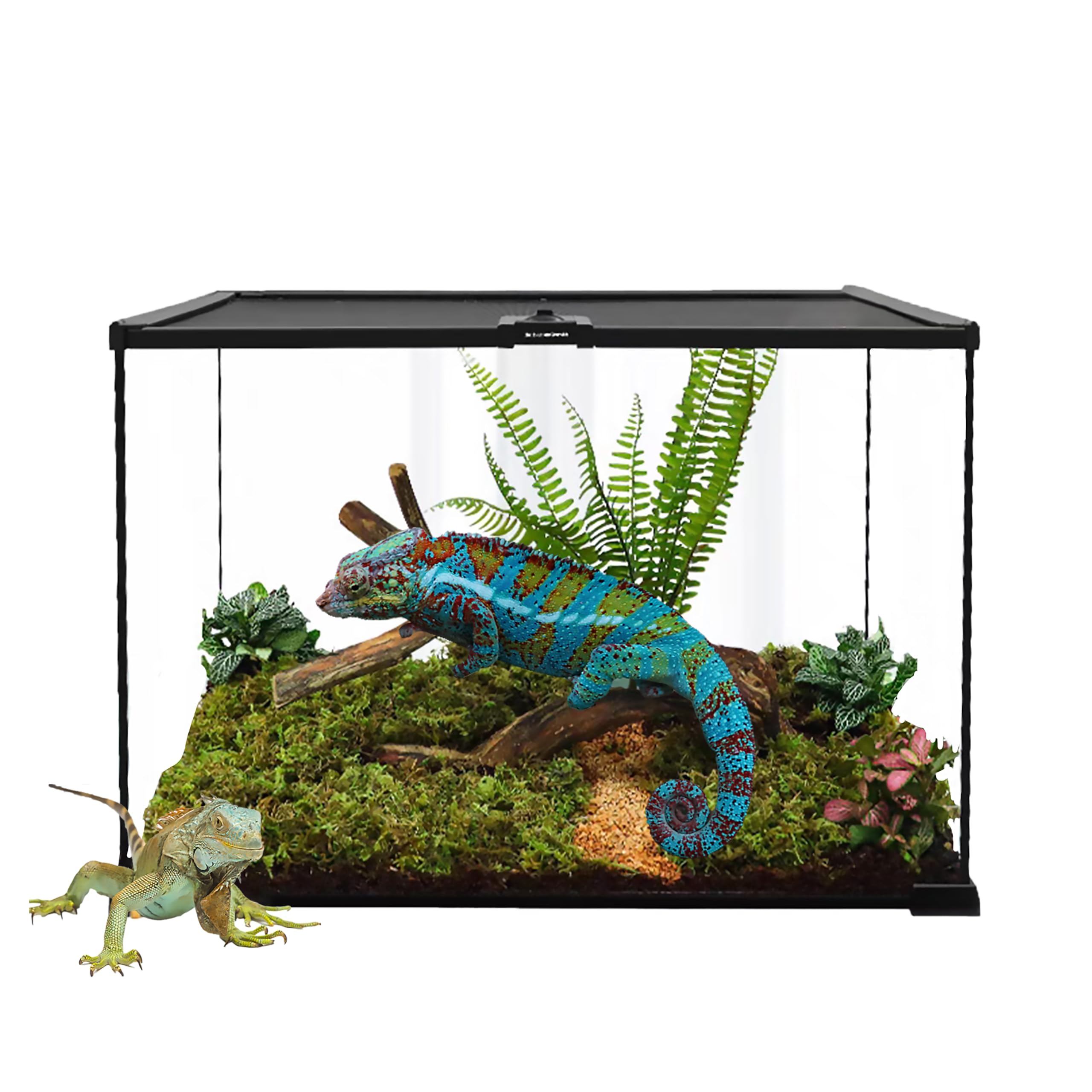 Repticircle Gallon Full Glass Reptile Tank, Medium Terrarium For Gecko, Hermit Crab, Hognose Snake & More, With Top Screen Venti