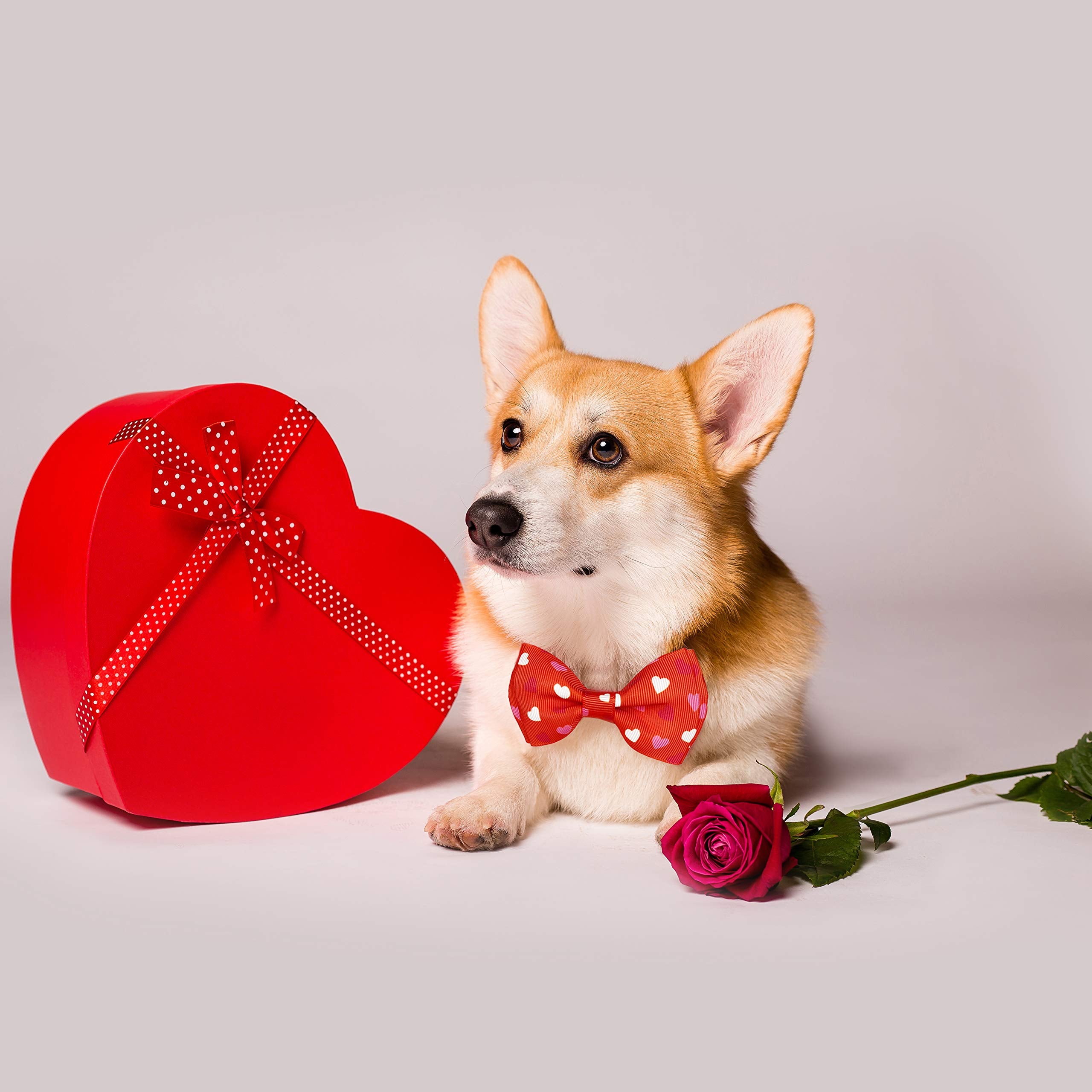Valentine'S Dog Collar With Bow Tie, Holiday Cute 2 Pack Collar For Medium Large Dogs (Love Song, Large-(16-27') Neck * 1' Wide)