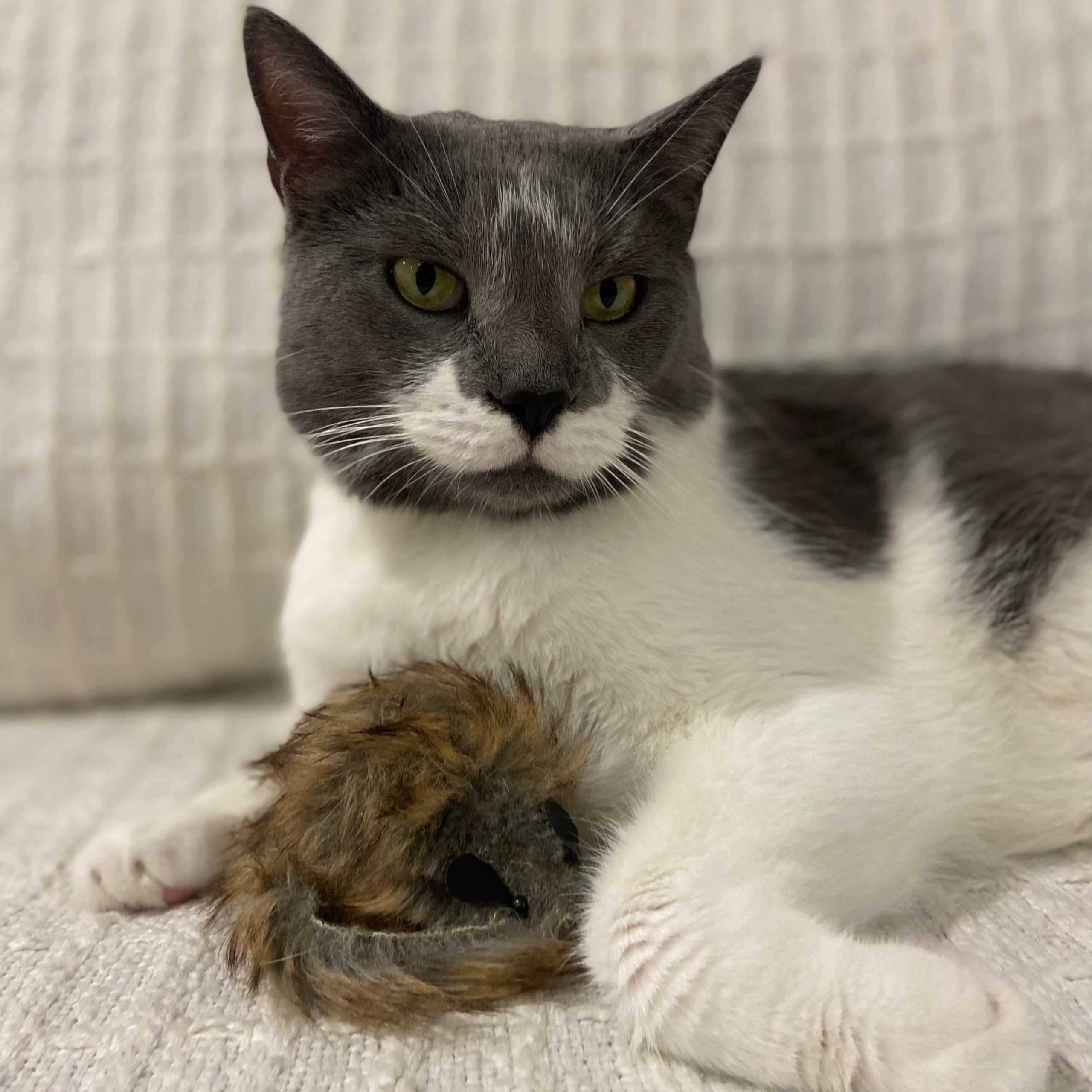 Spot Central Squeaky Fur Mouse 4In